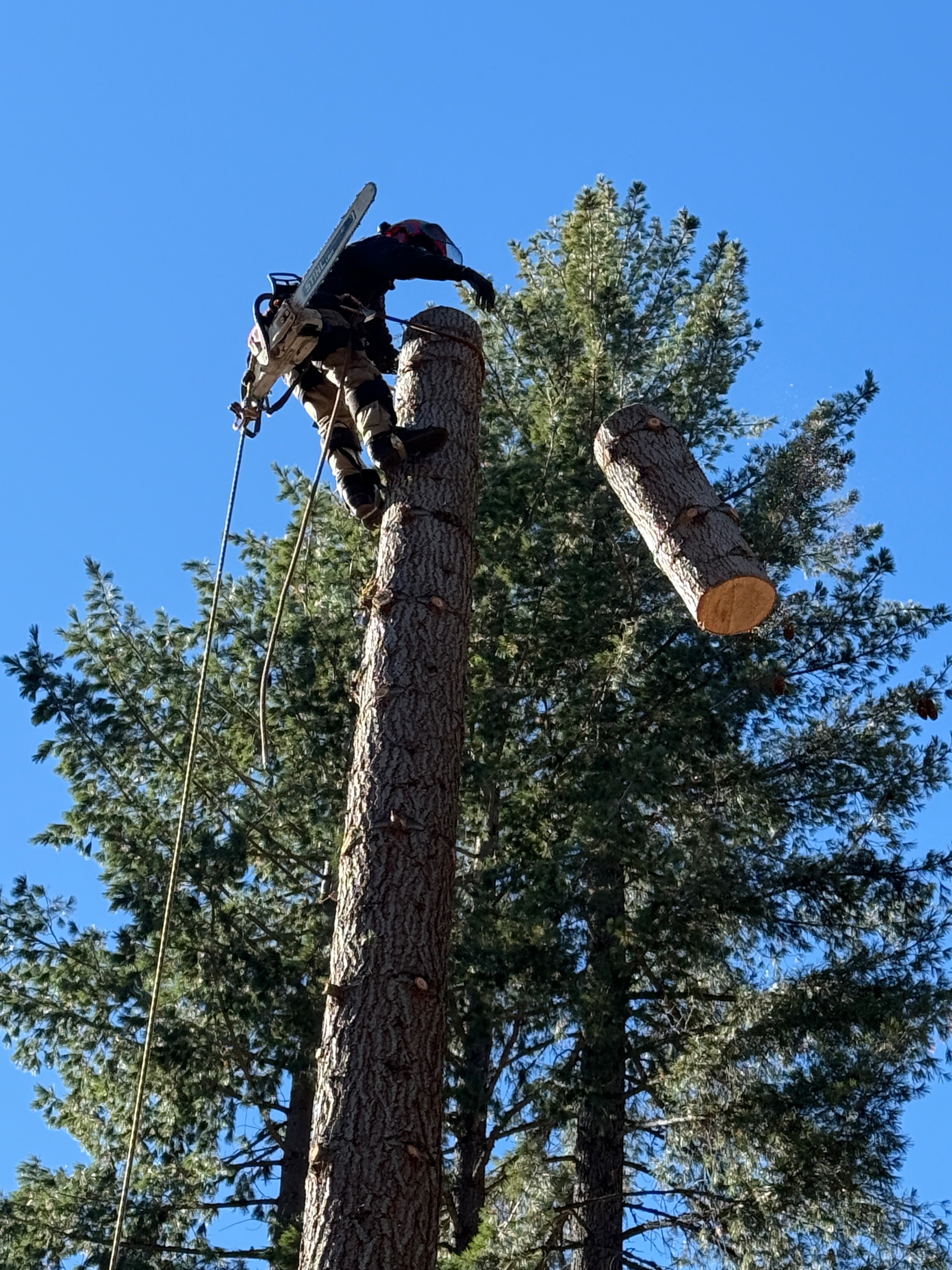 Lemaster Tree Service Logo
