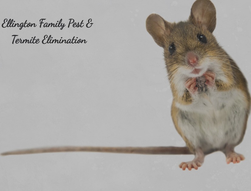 Ellington Family Pest and Termite Elimination, LLC Logo