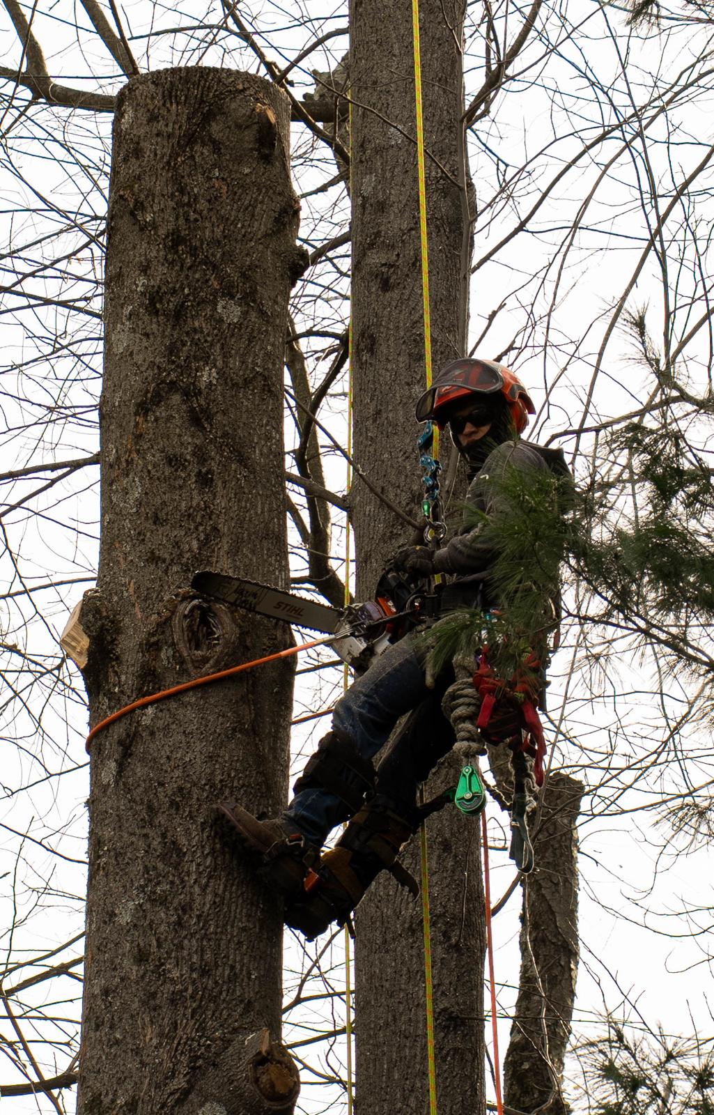 Reyes Lawn and Tree Service Logo