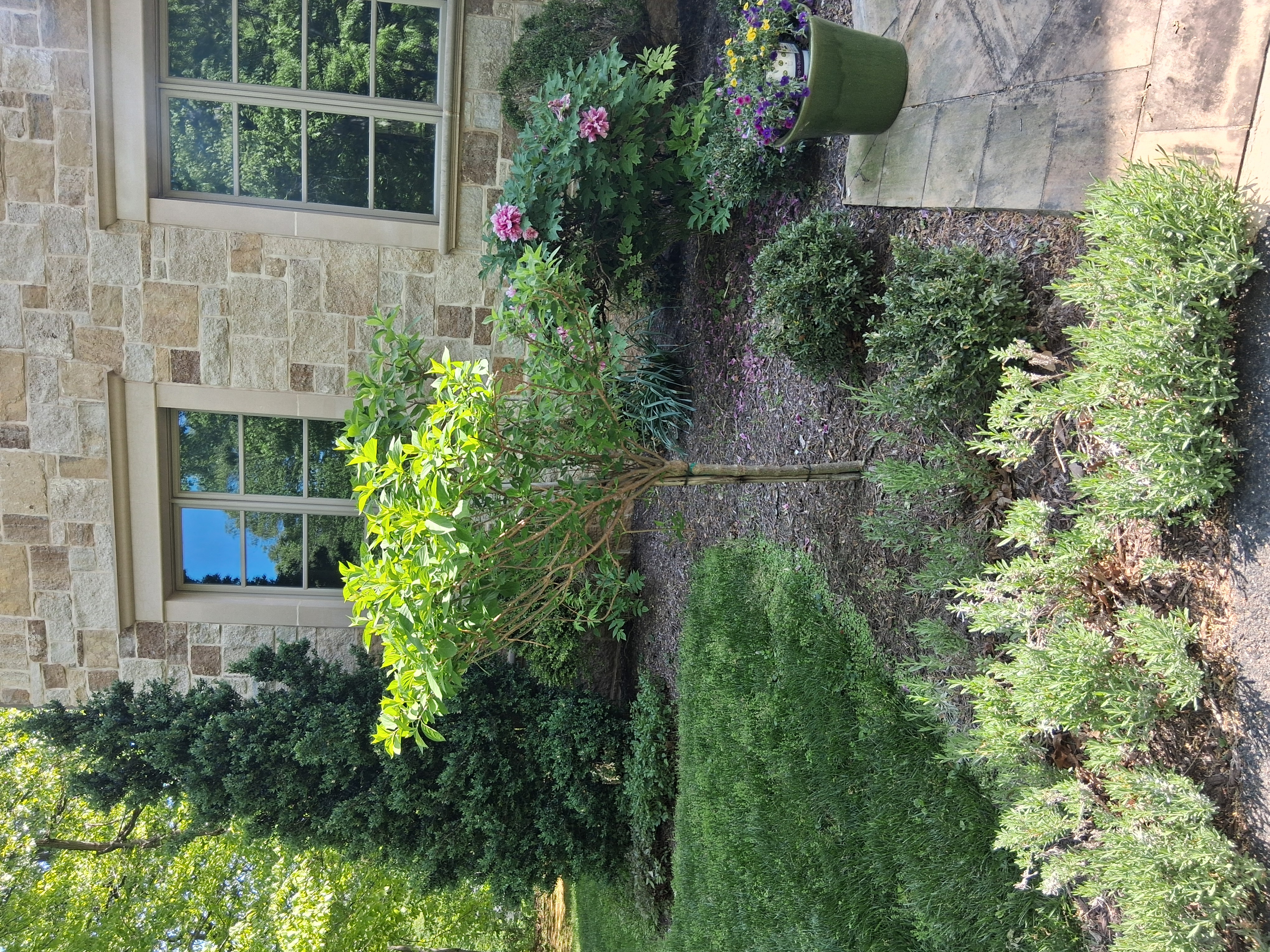 Steven Andrews Landscaping Logo