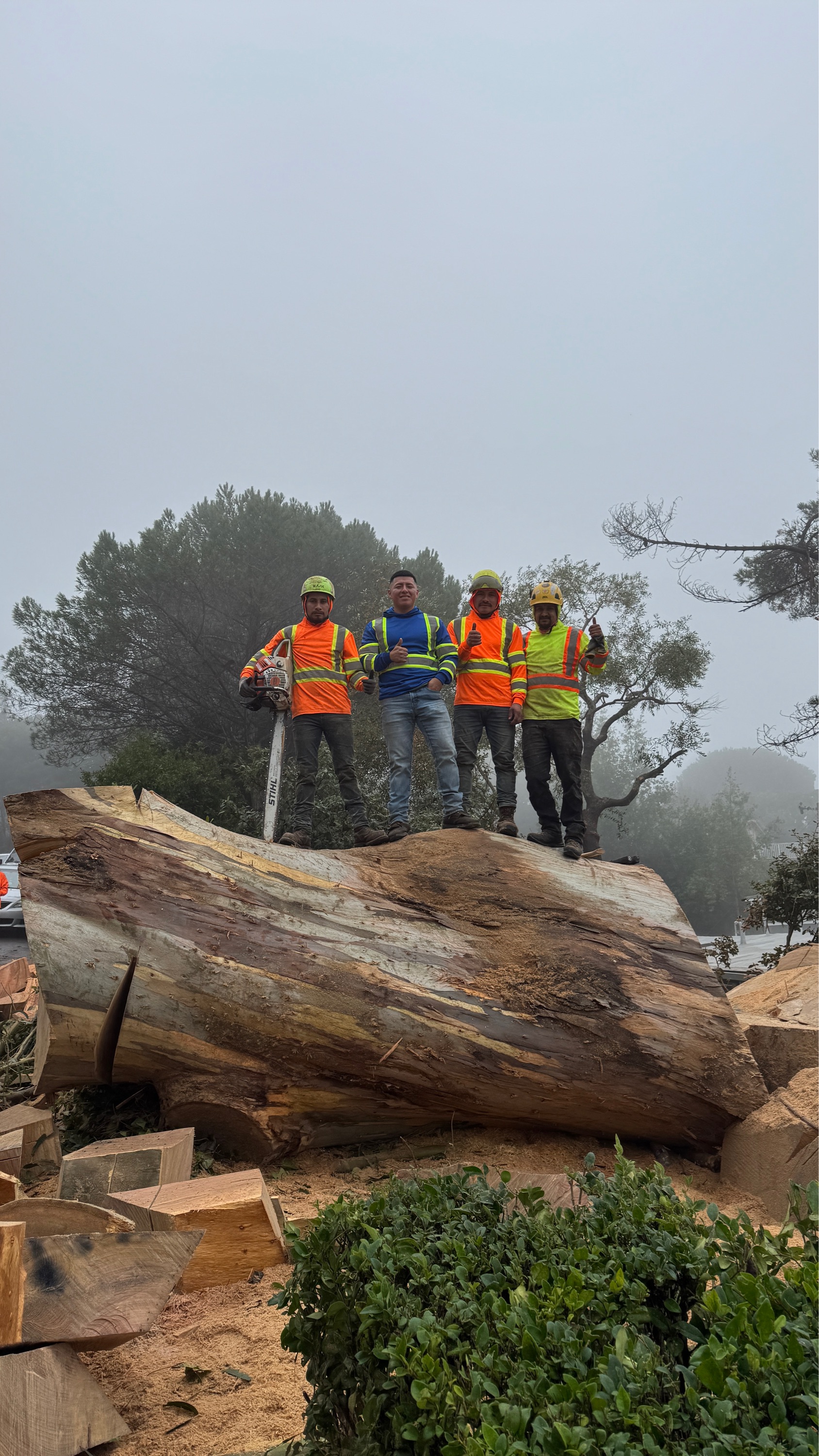 Superior Tree Service Inc Logo