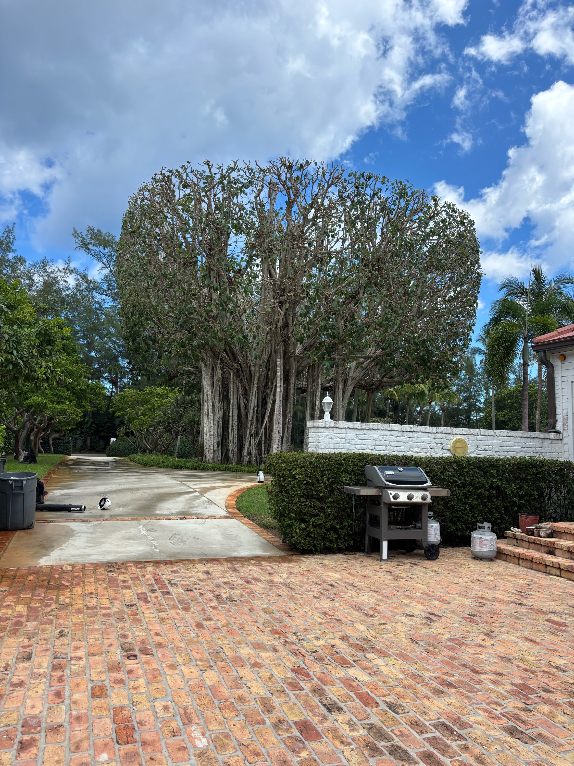 Yovanny Perez Landscape & Tree Service Logo