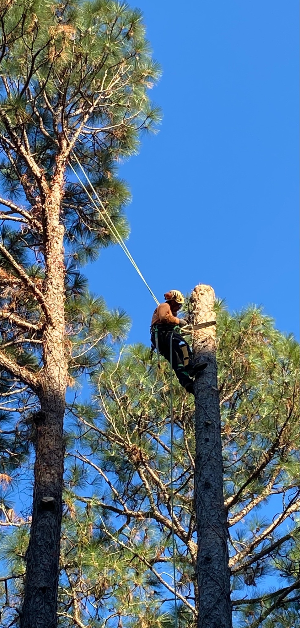 Deep South Landscaping LLC Logo