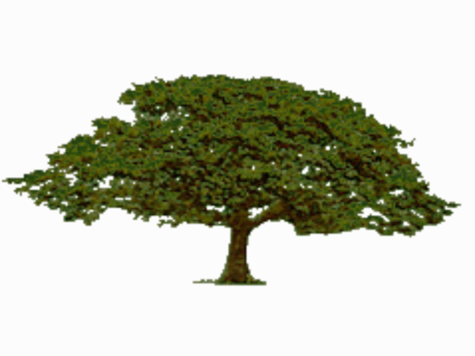 McHugh's Tree Service Logo