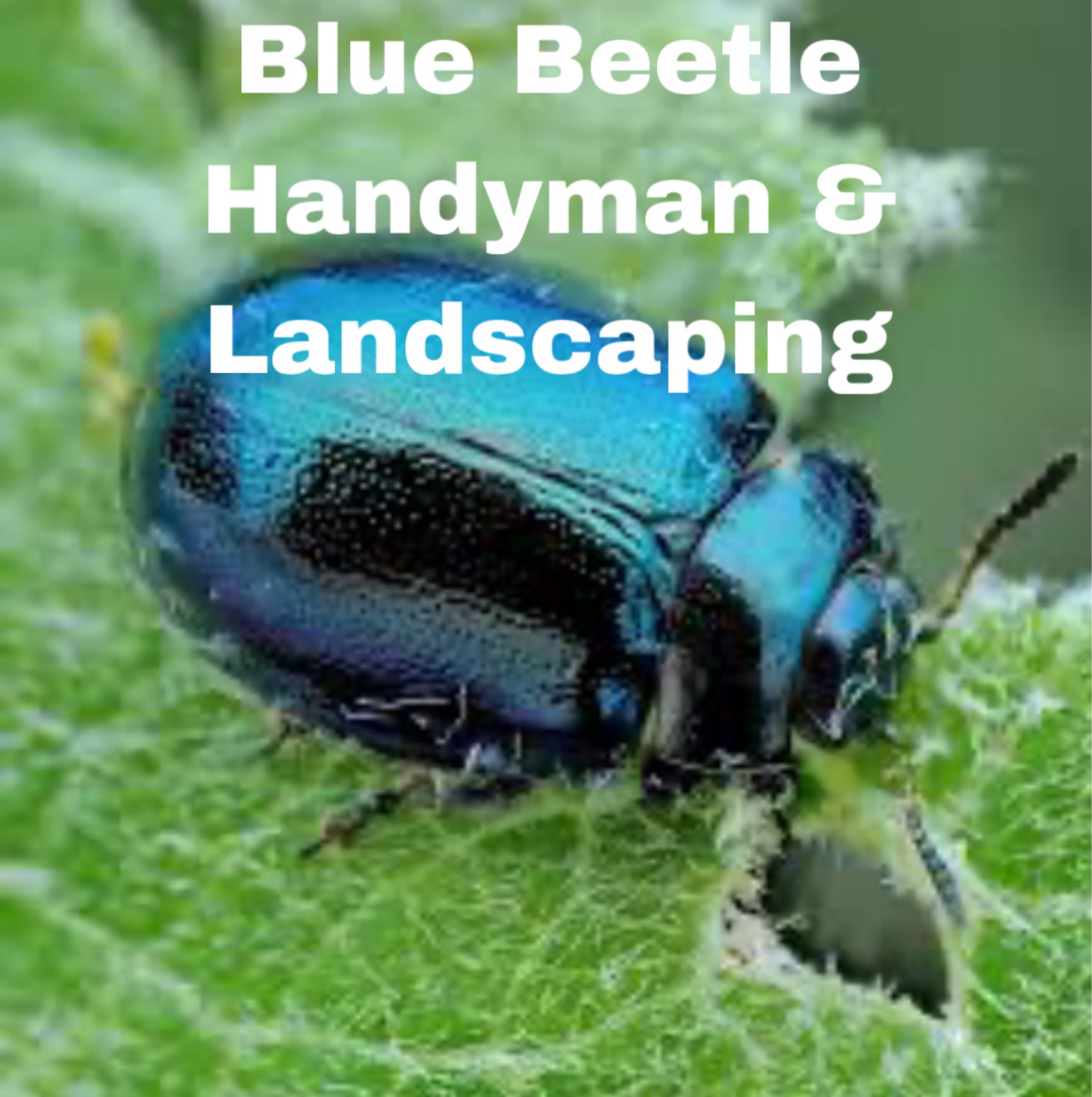 Blue Beetle Handyman & Landscaping Logo