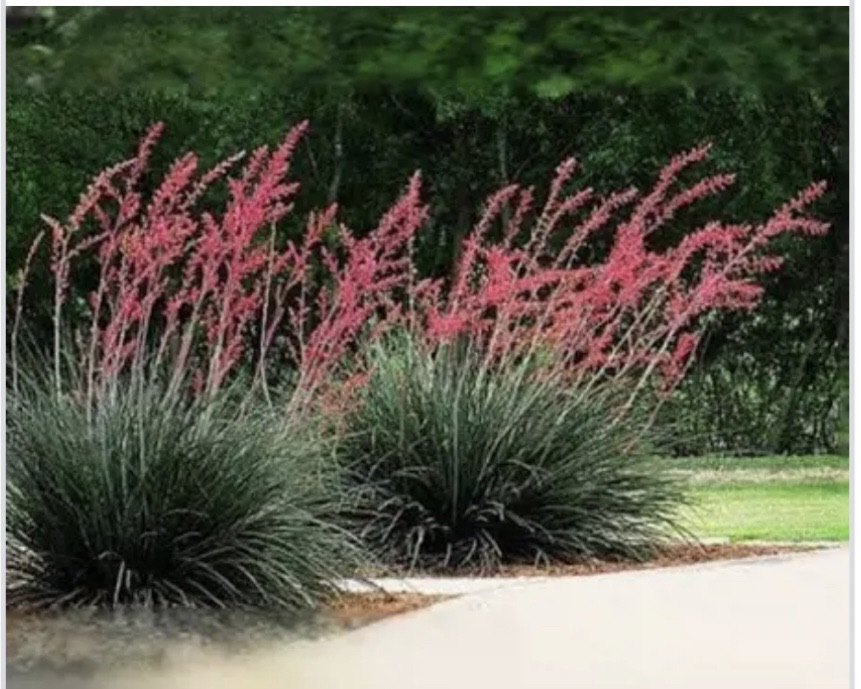 Hill Country Landscaping LLC Logo