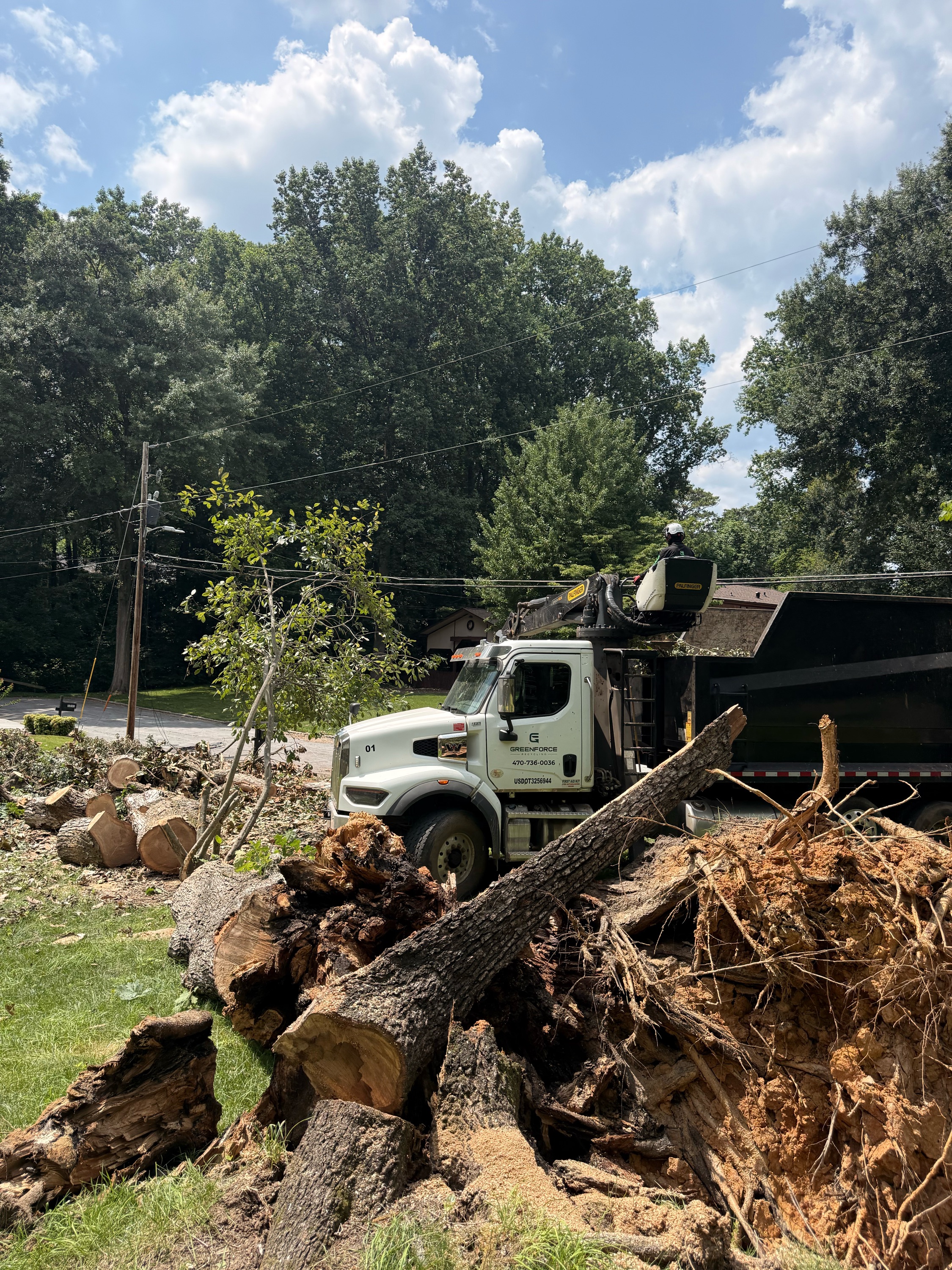Best tree service Logo