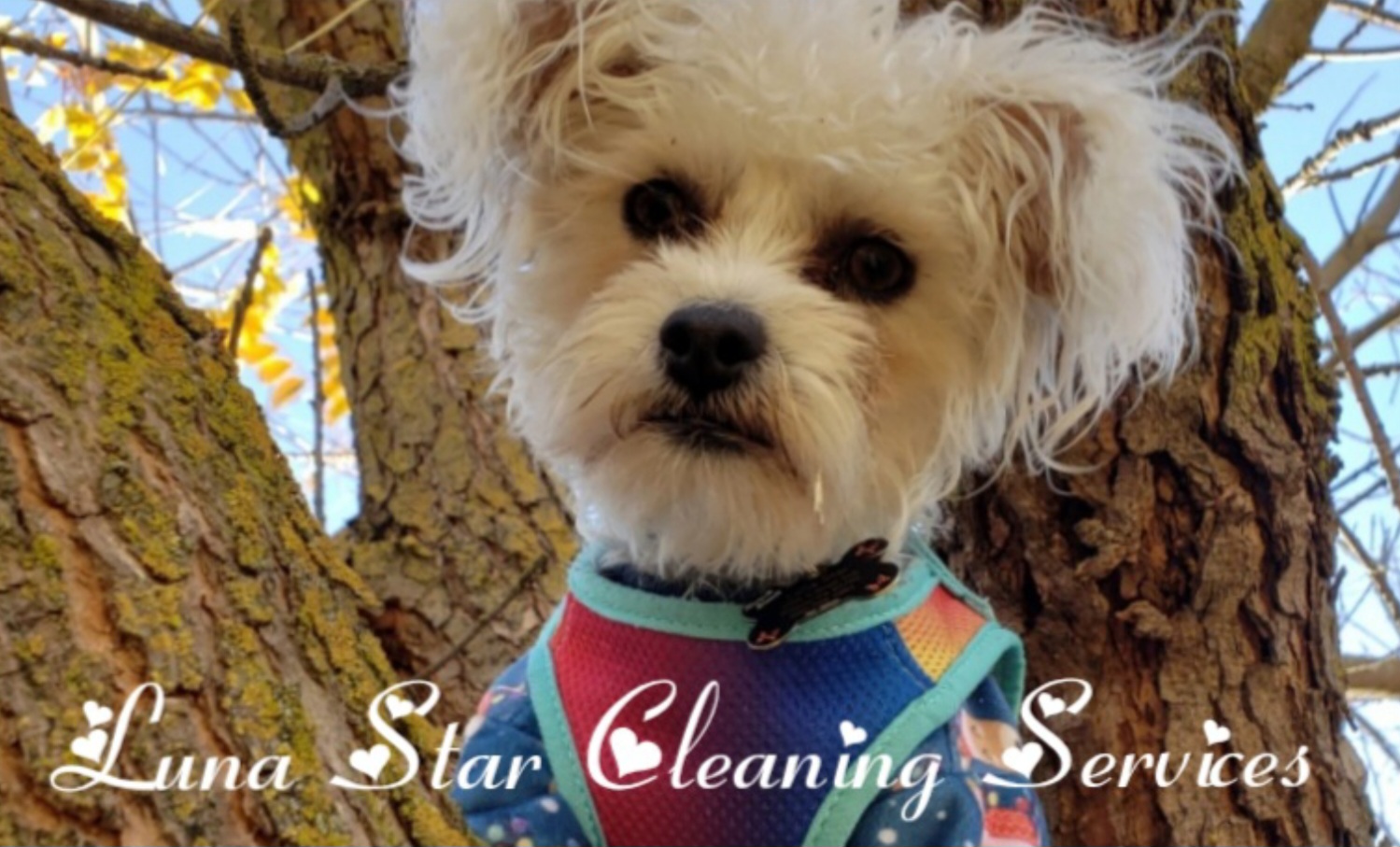 Luna Star Cleaning Services Housekeeping Logo