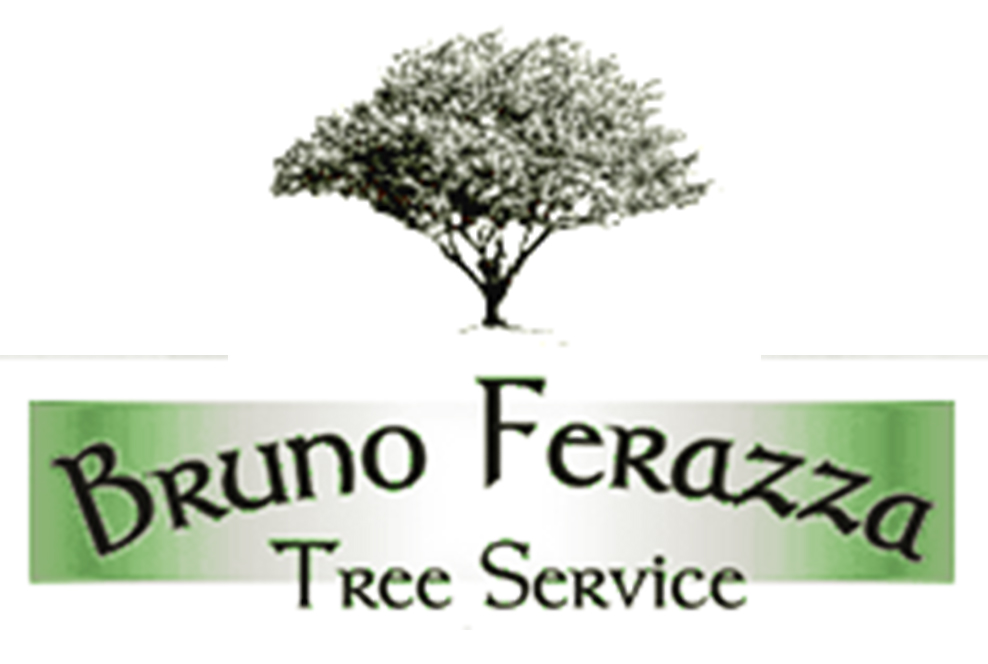 Bruno Ferazza Tree Service Logo