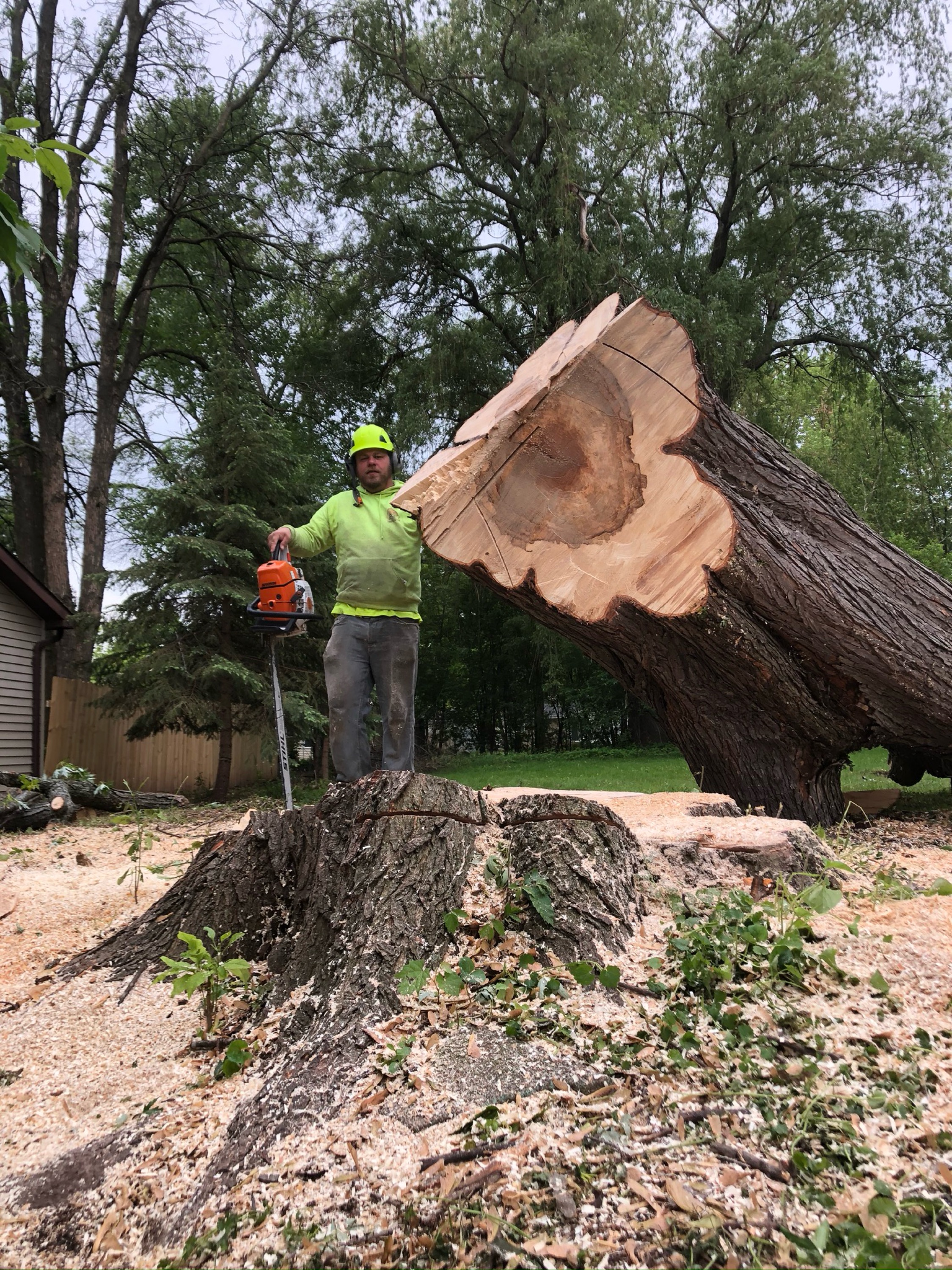 AA Affordable Tree Service, LLC Logo