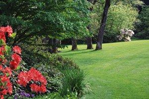 Landscape Plants: Landscape Plants Houston