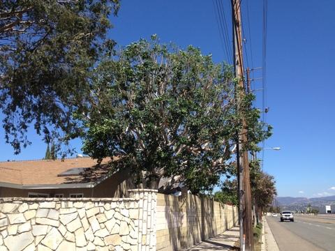 Eclectic Landscape with brown asphalt shingle roof