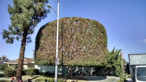 Eclectic Landscape with fron yard landscaping