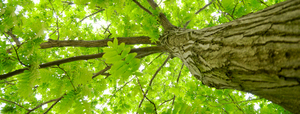 Swift Tree Service