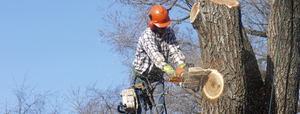 Berumen Tree Removal