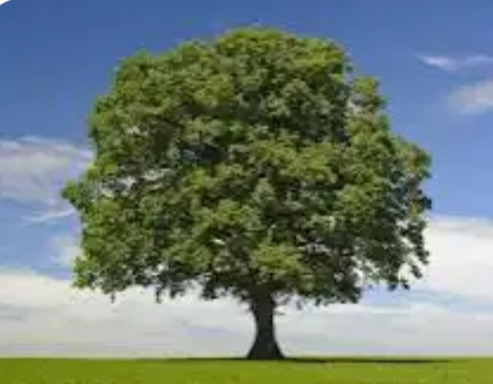 Treeman Tree Experts Logo