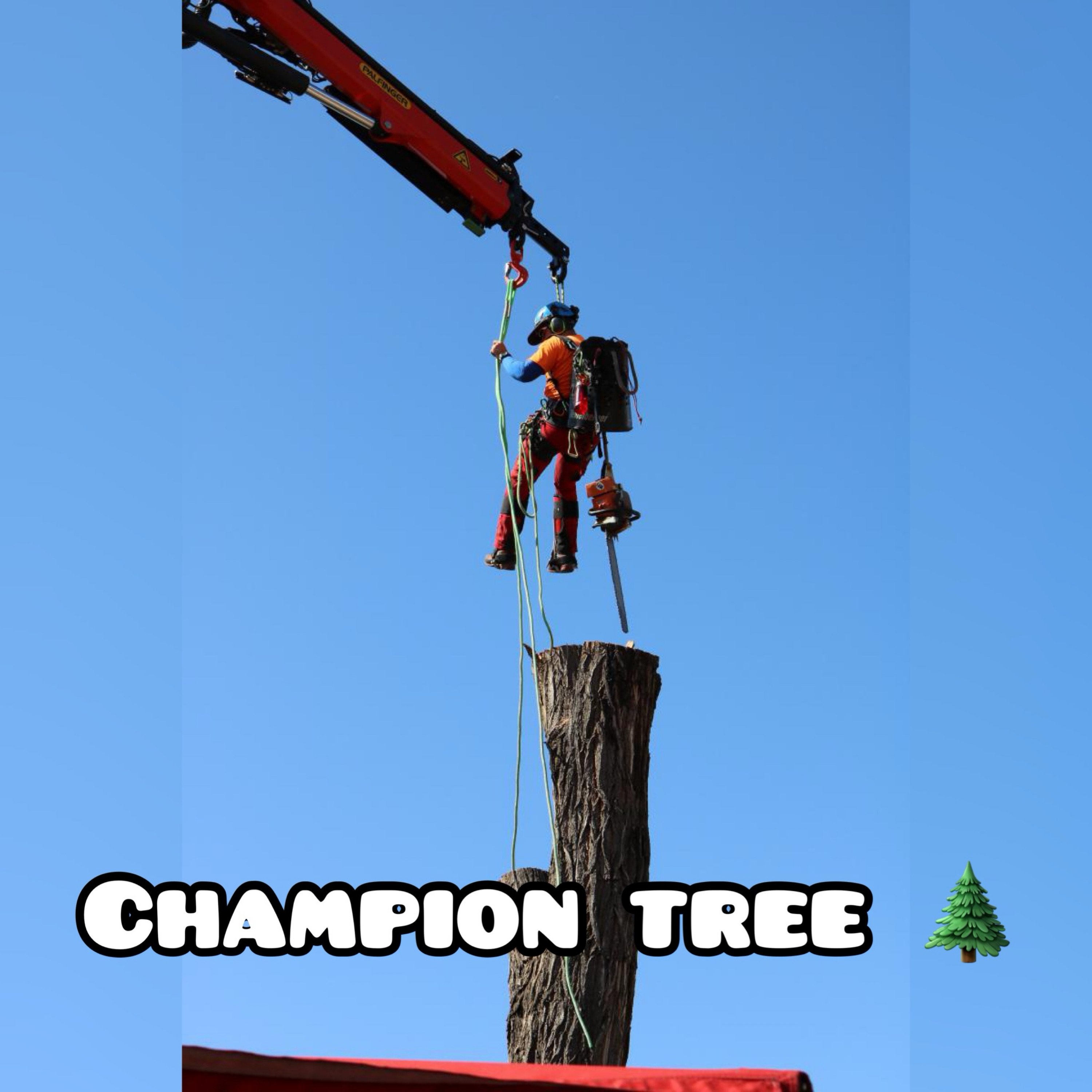 Champion Landscape and Tree Logo