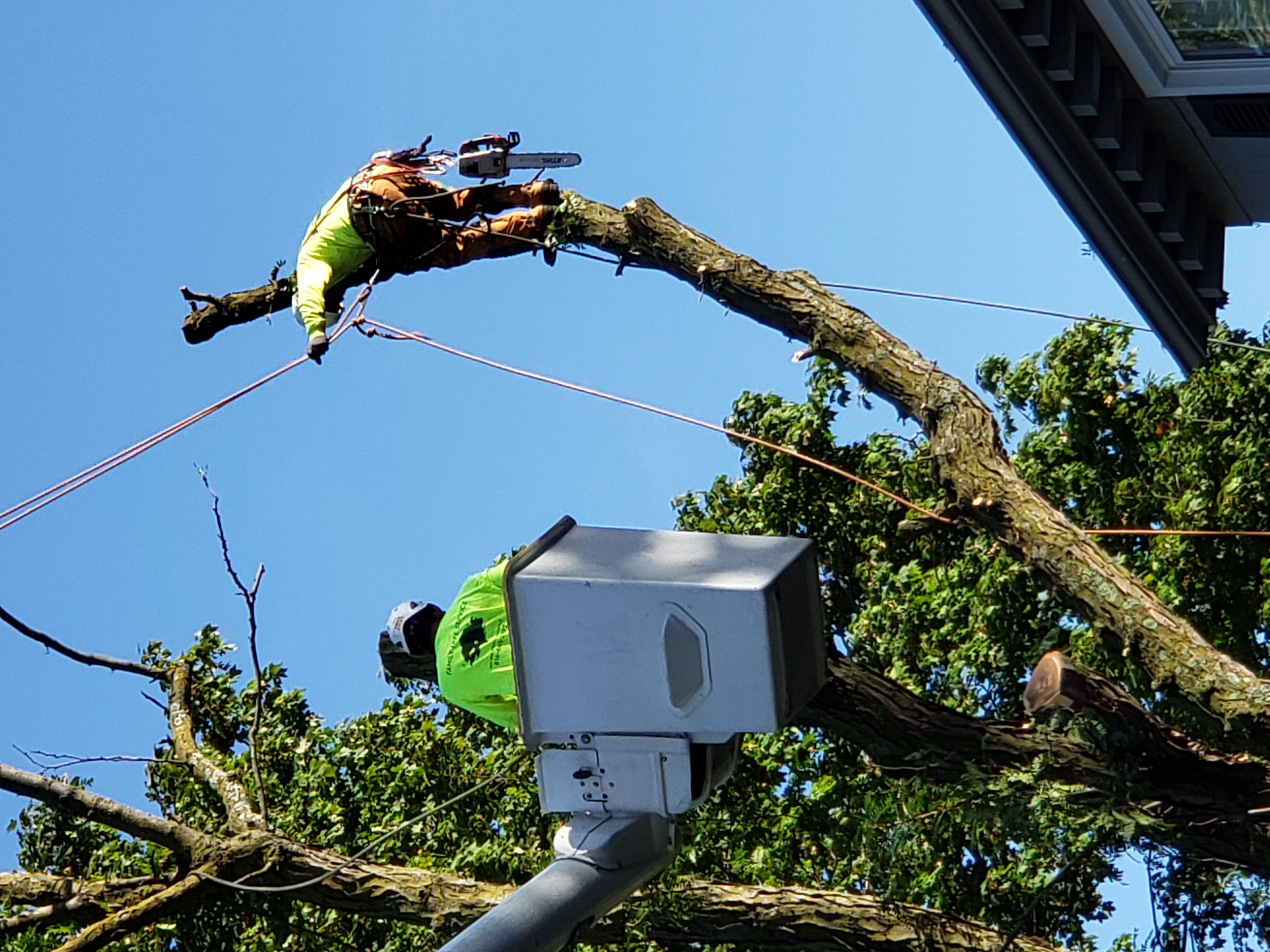 Family Tree Service Logo