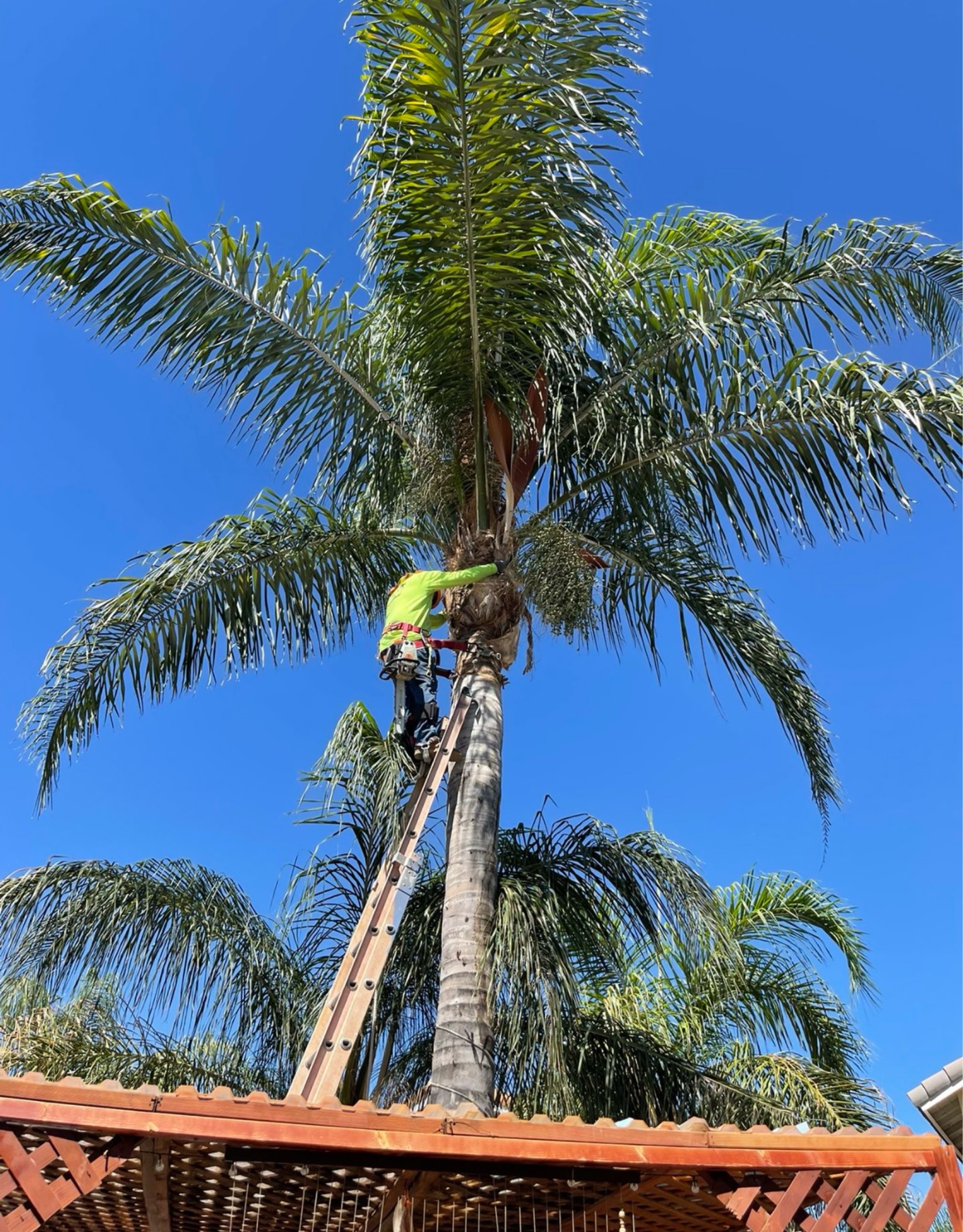 Pelayo's Landscaping Services - Unlicensed Contractor Logo