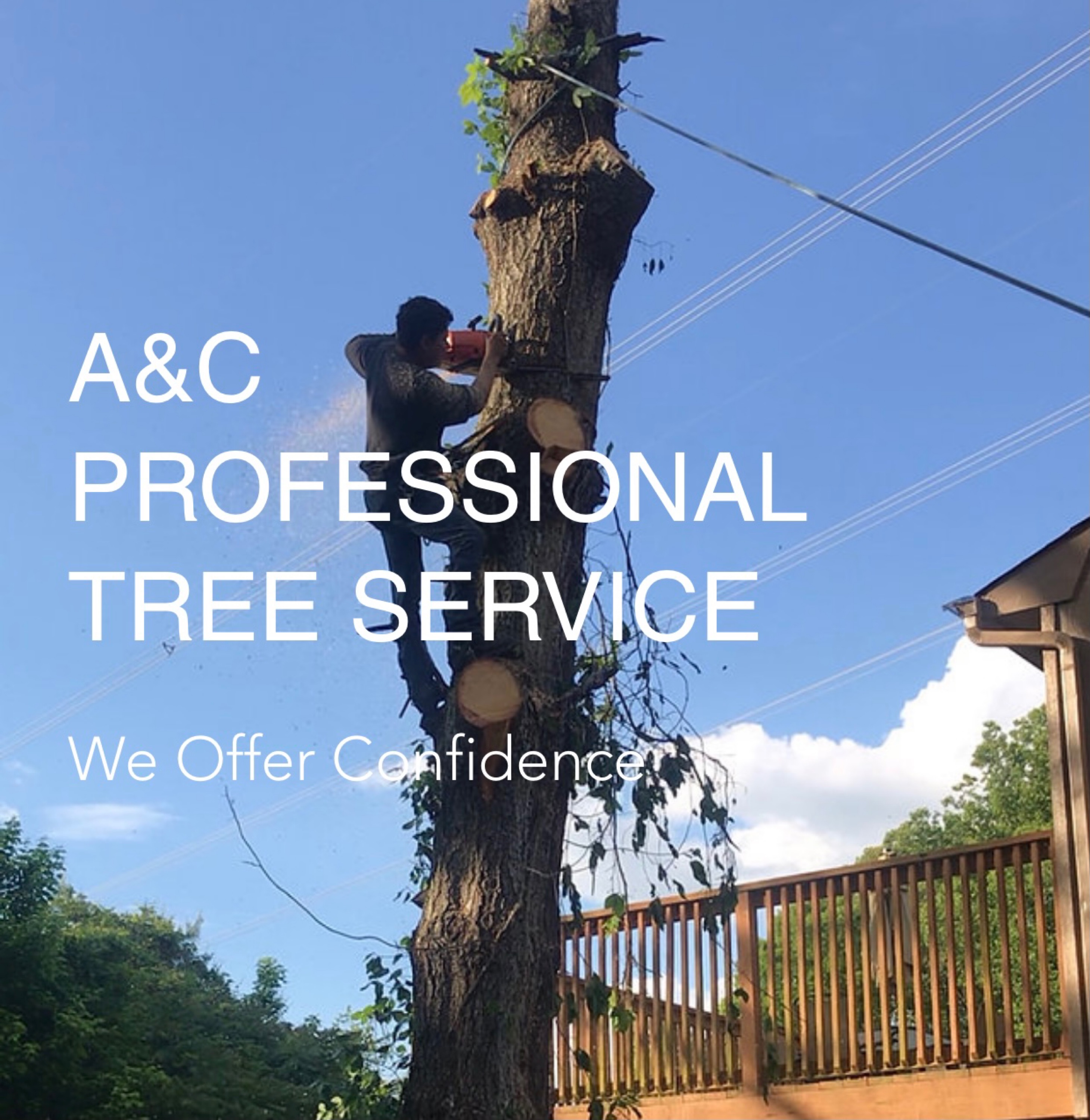 A & C Professional Tree Service Logo