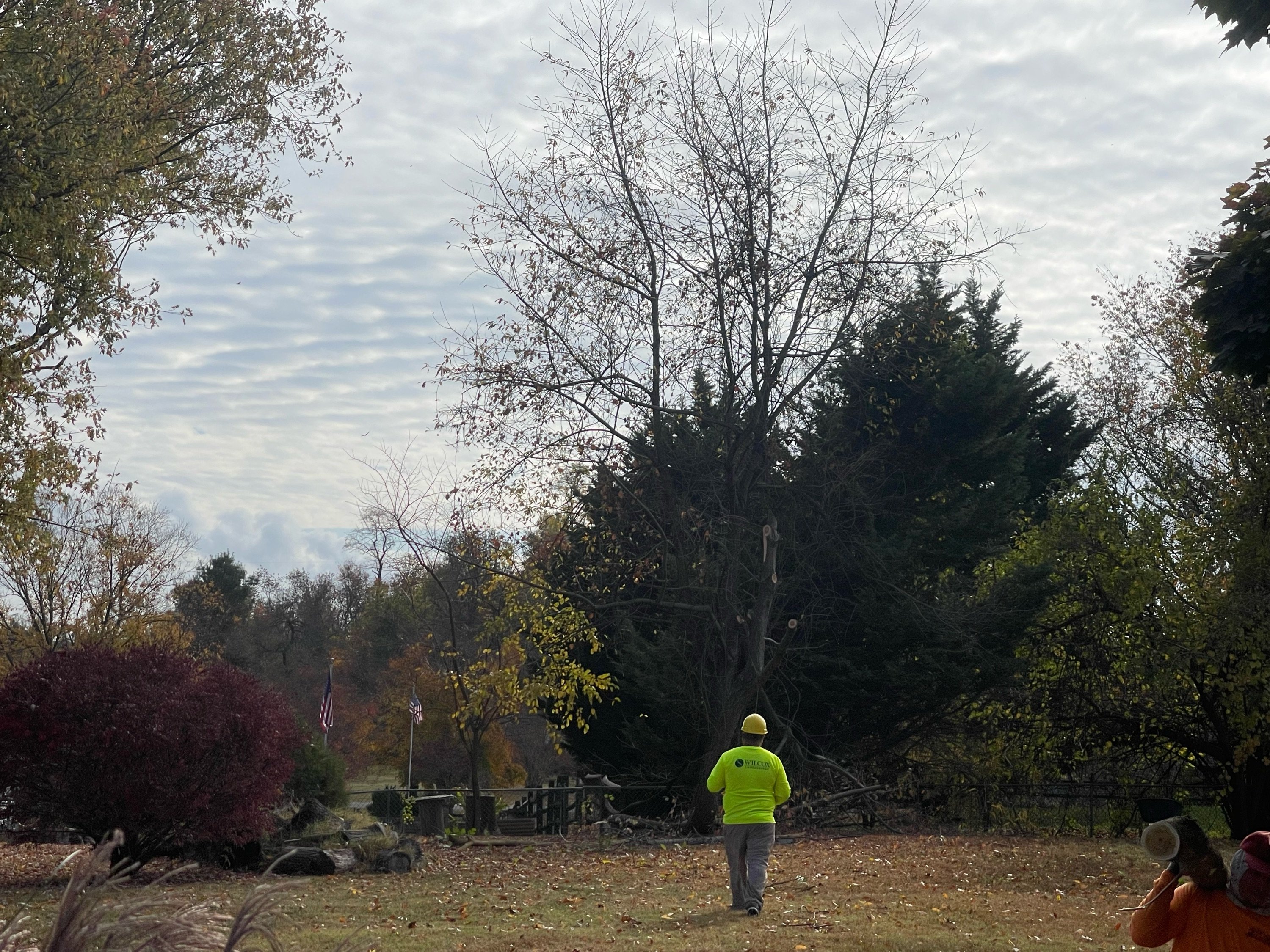 Green Life Lawn & Tree Service Logo