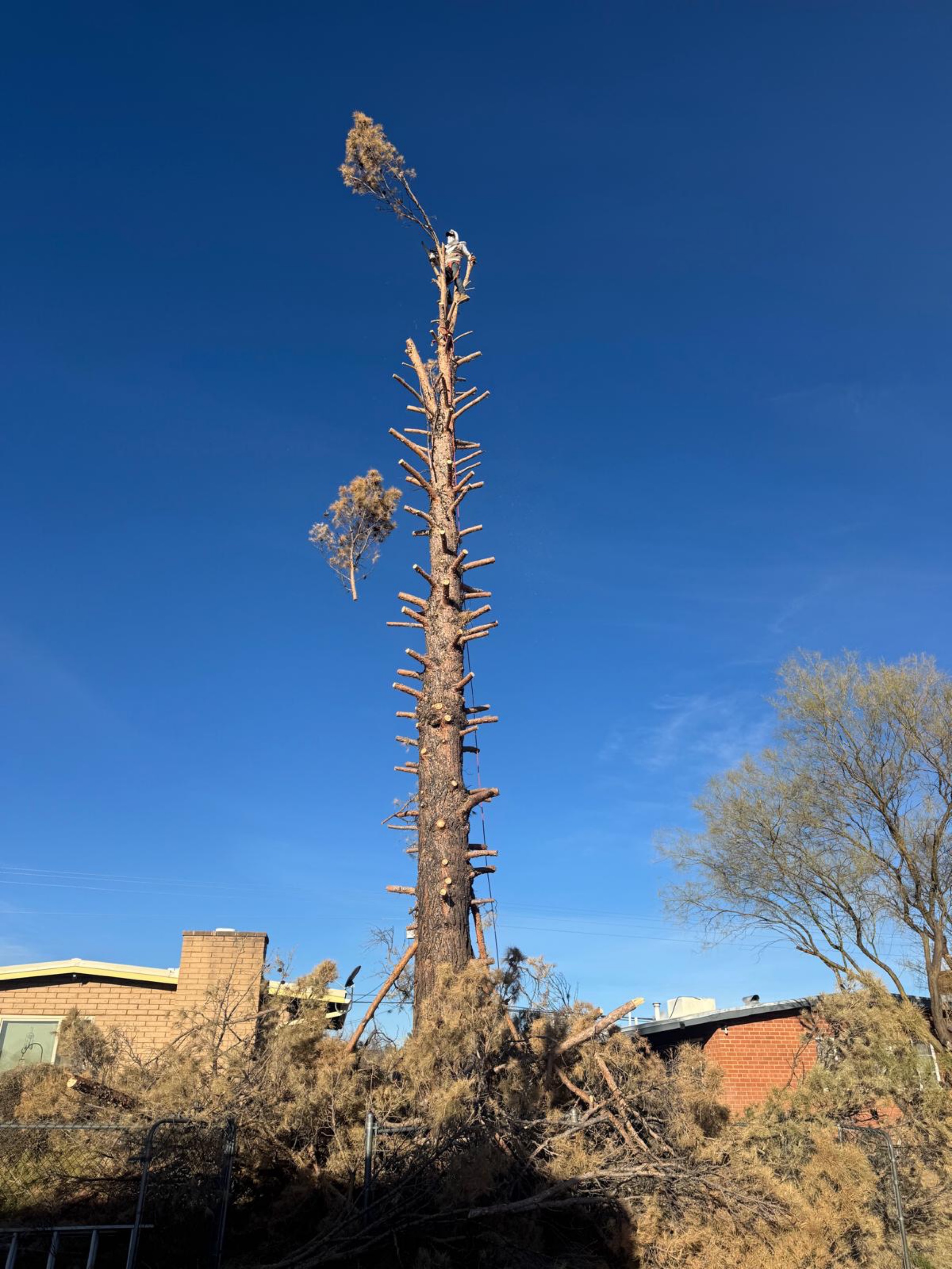 Desert Willow Construction Logo