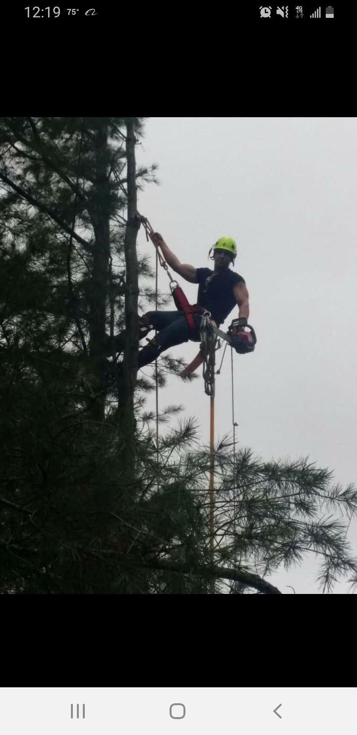 Majestic Tree Services Logo