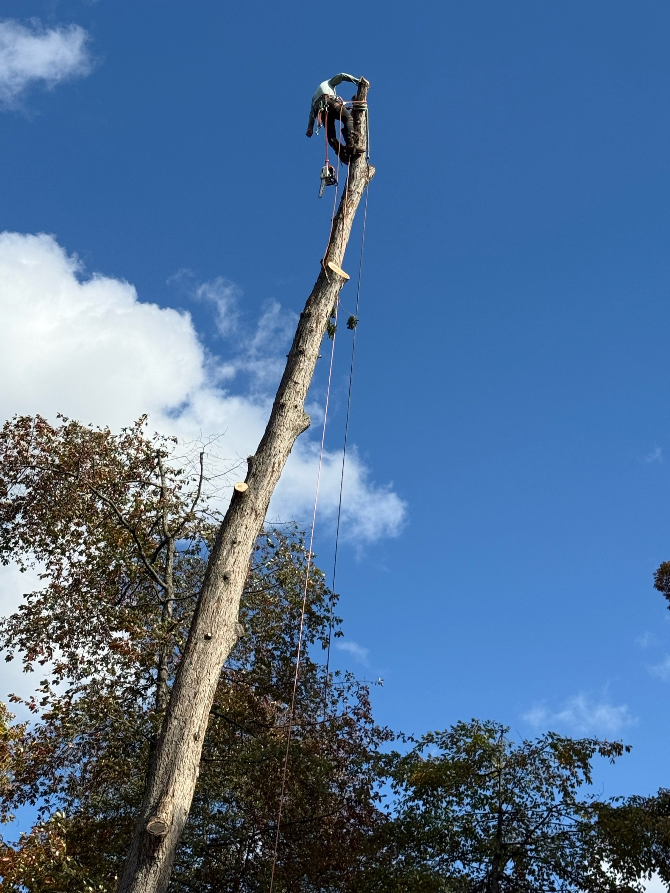 A&F Tree Service & Landscaping Logo