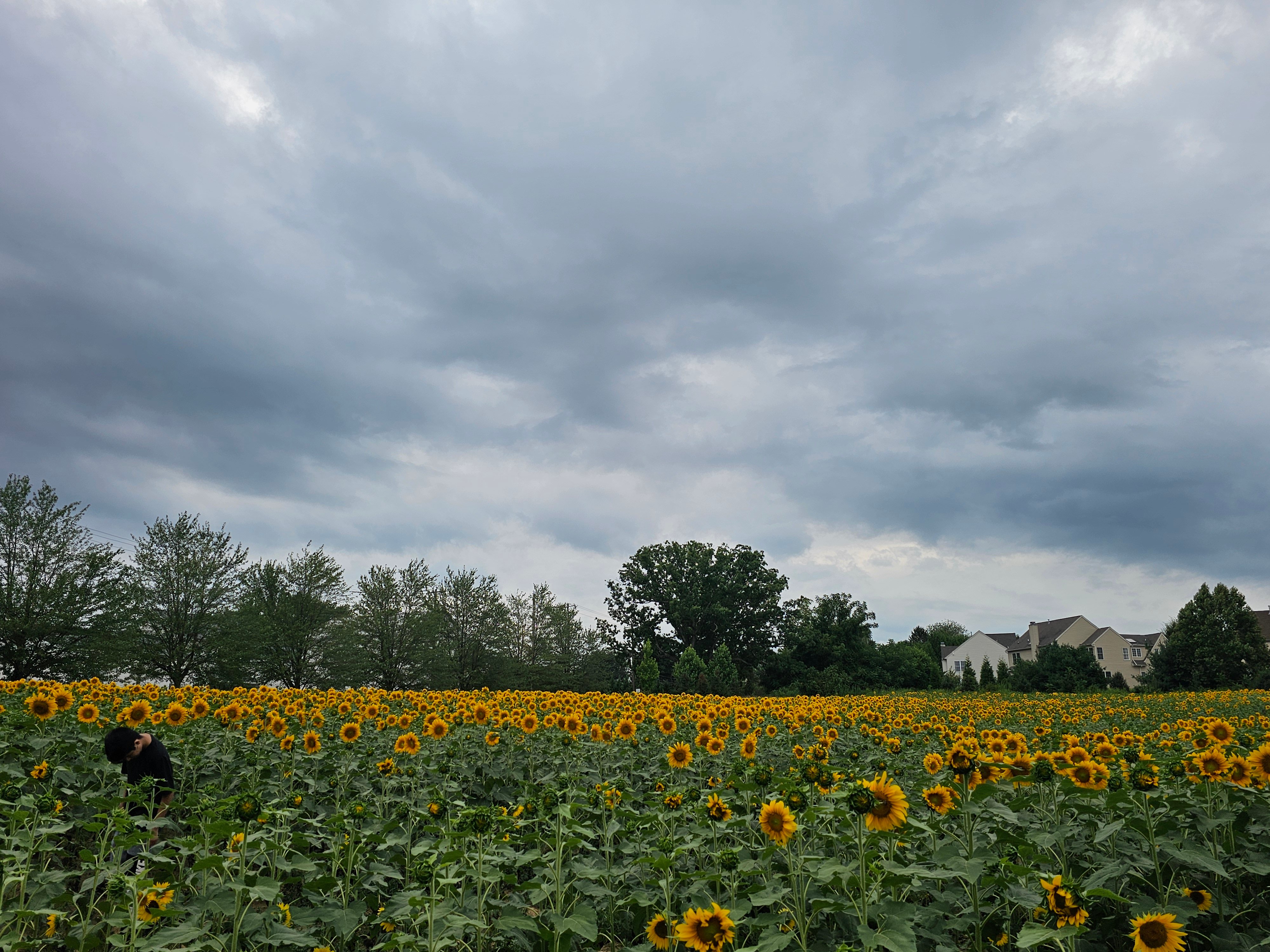 Sunflower Cleaning Services Logo