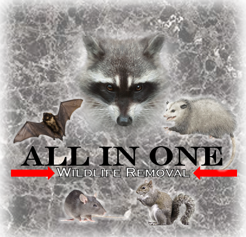 All in One Wildlife Removal, LLC Logo