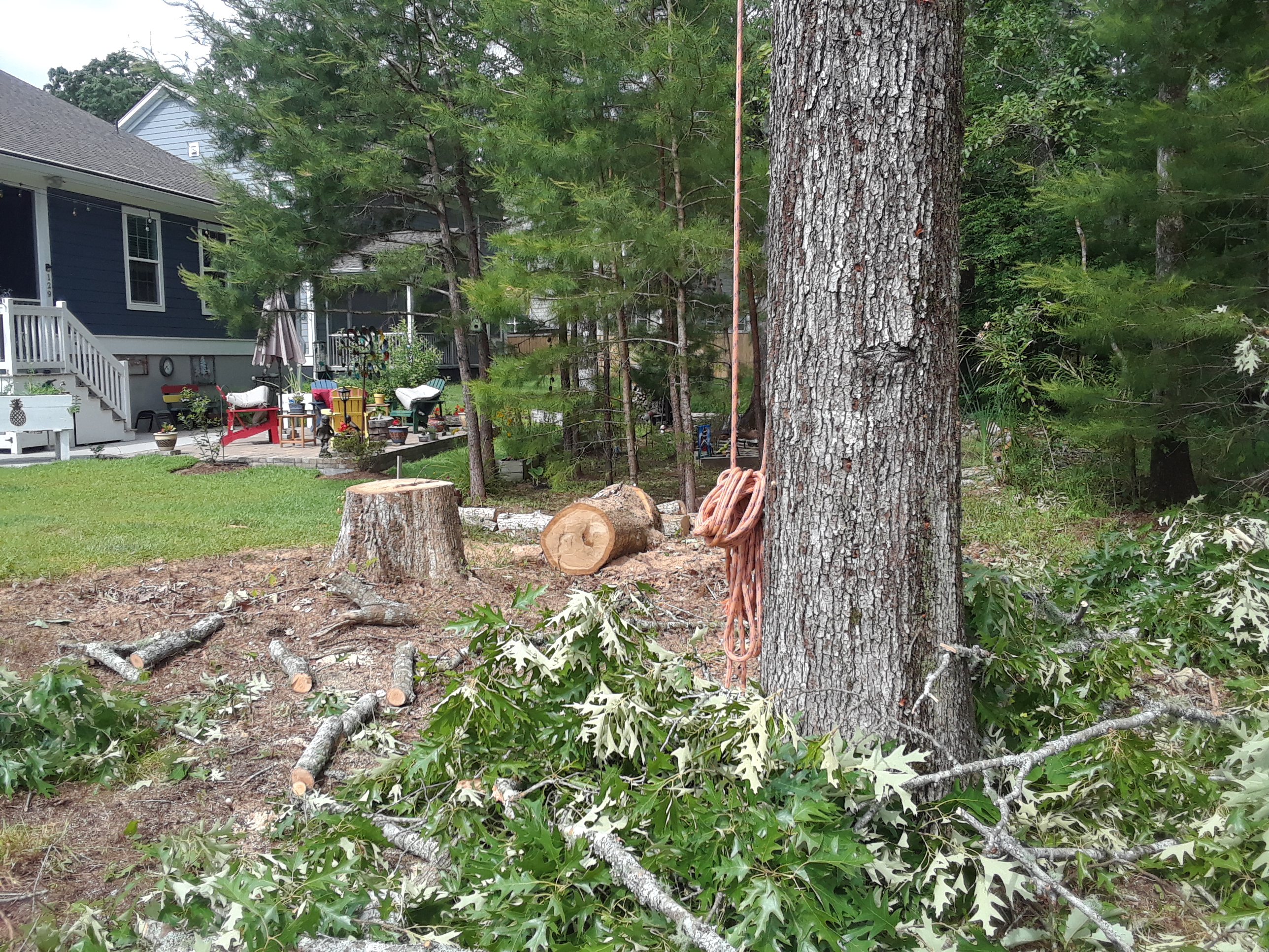 Quality Tree Work of Charleston Logo