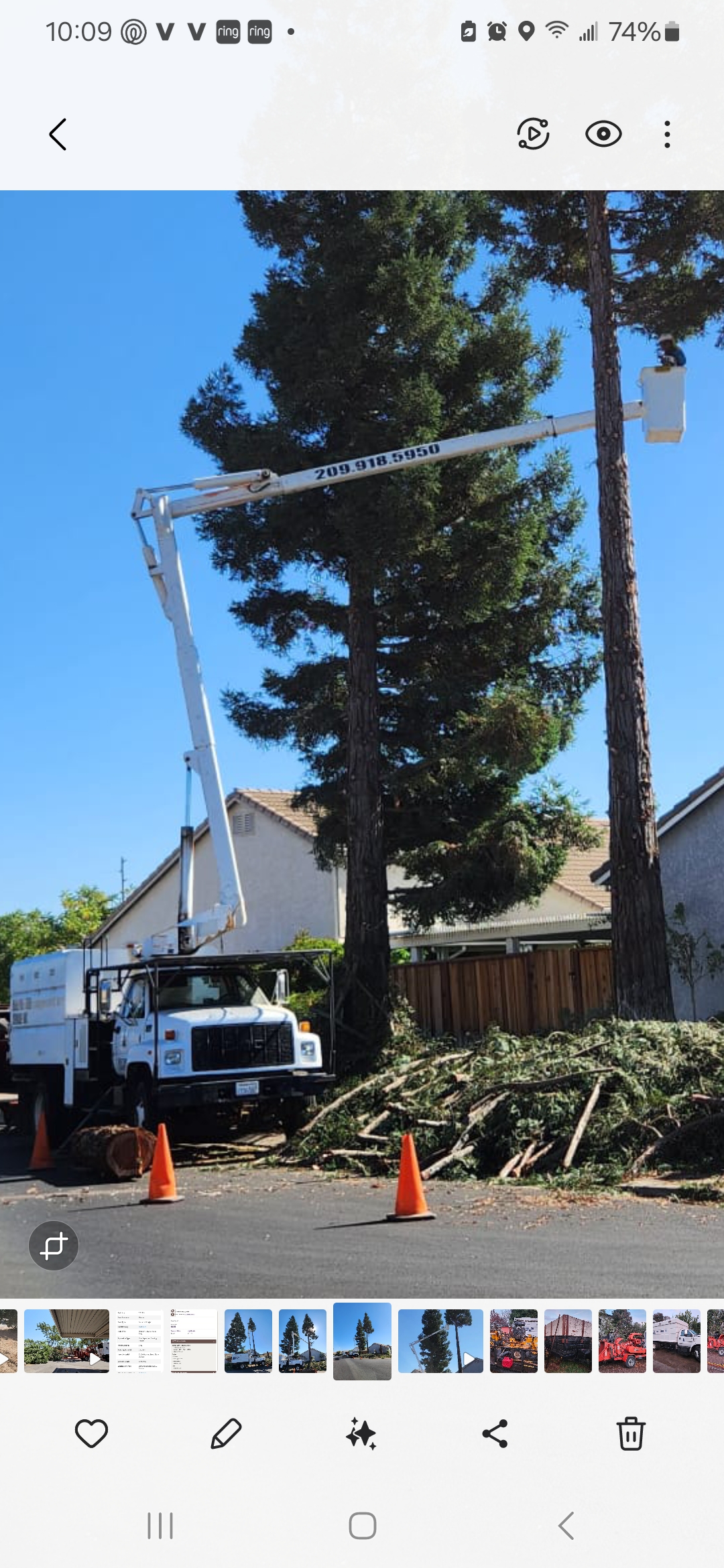 Blue Pine Tree Service, Inc. Logo