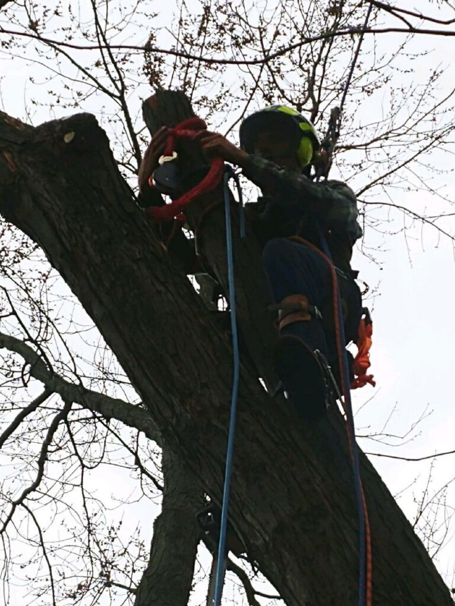 ABLE TREE SERVICE LLC Logo