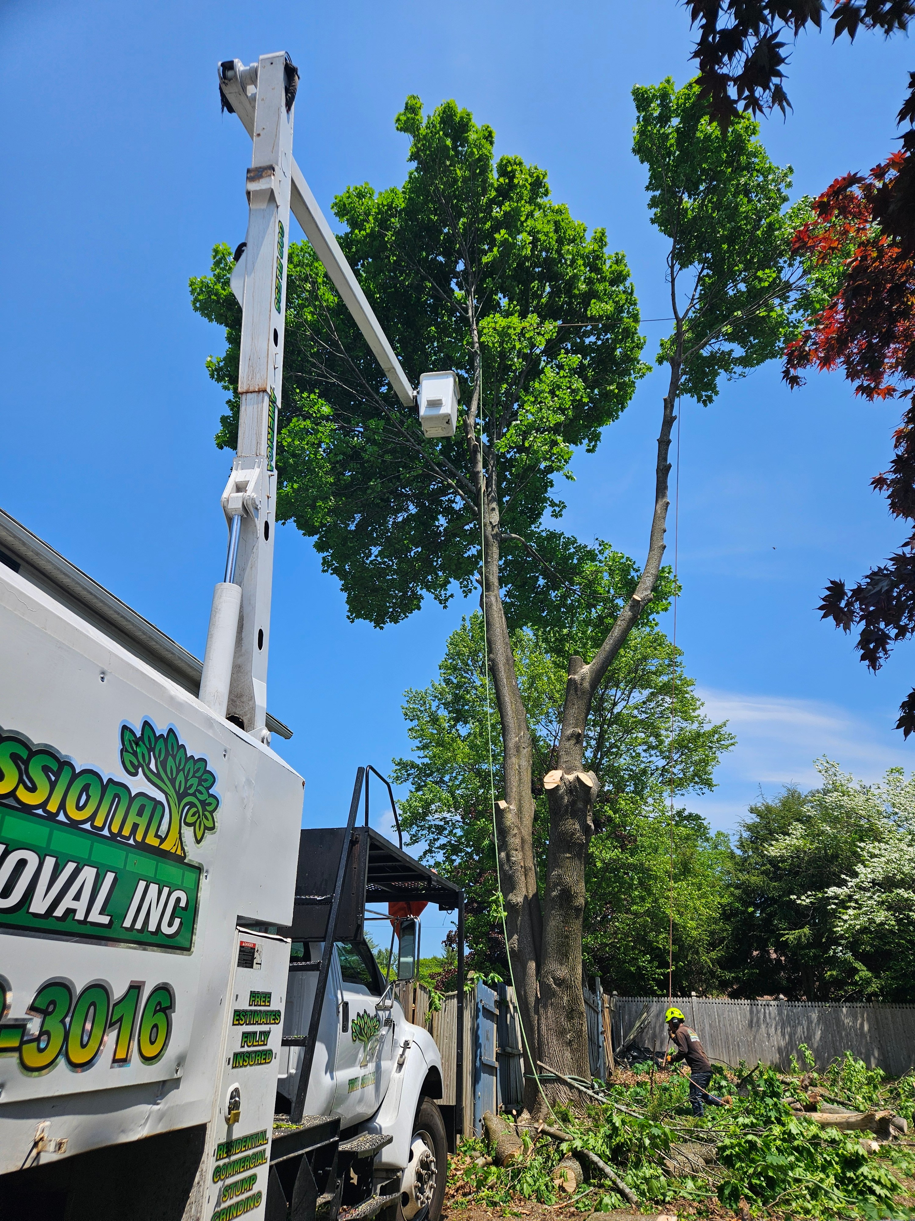 Professional Tree Service Logo