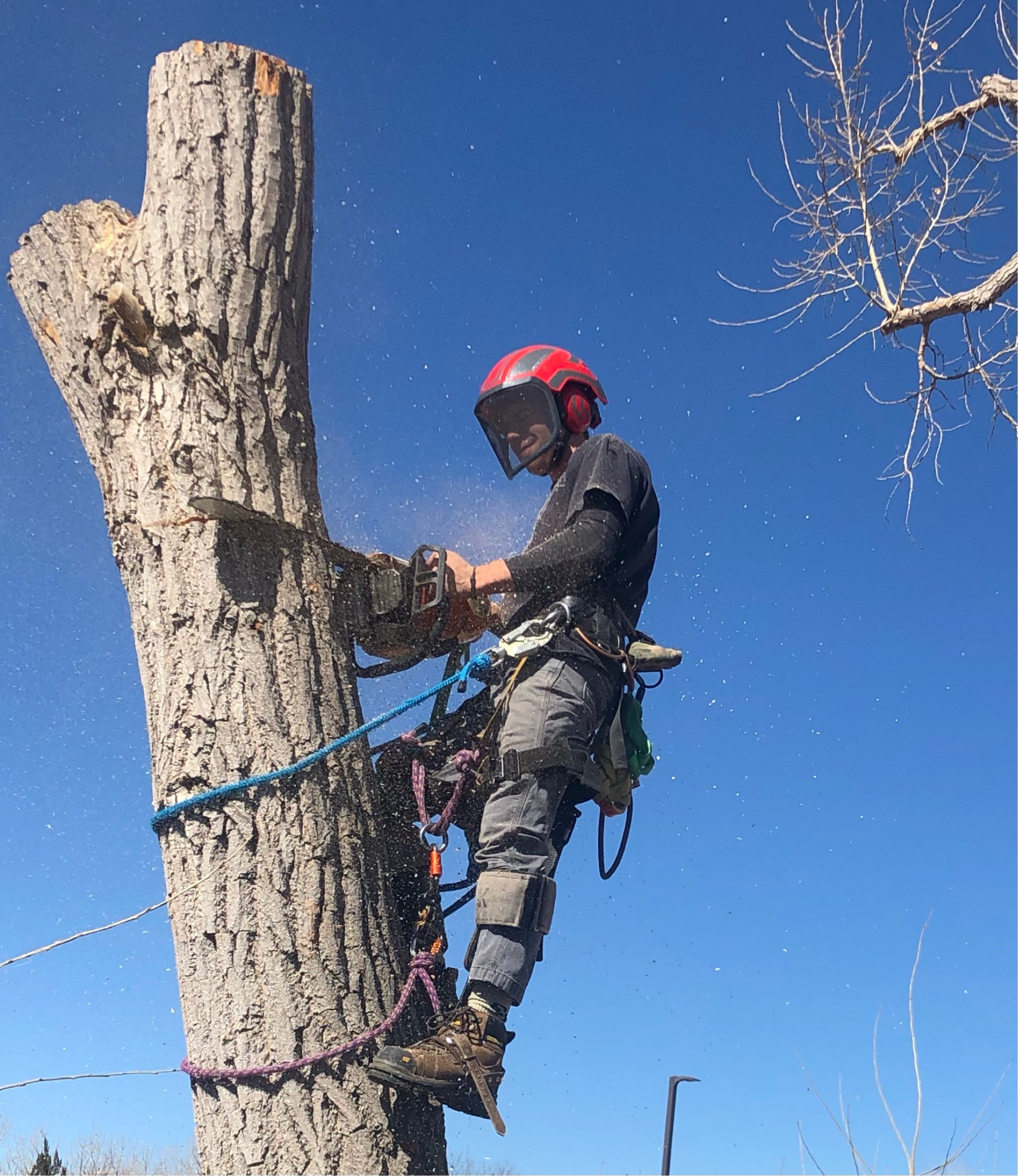 Tree Climbers of Colorado LLC Logo