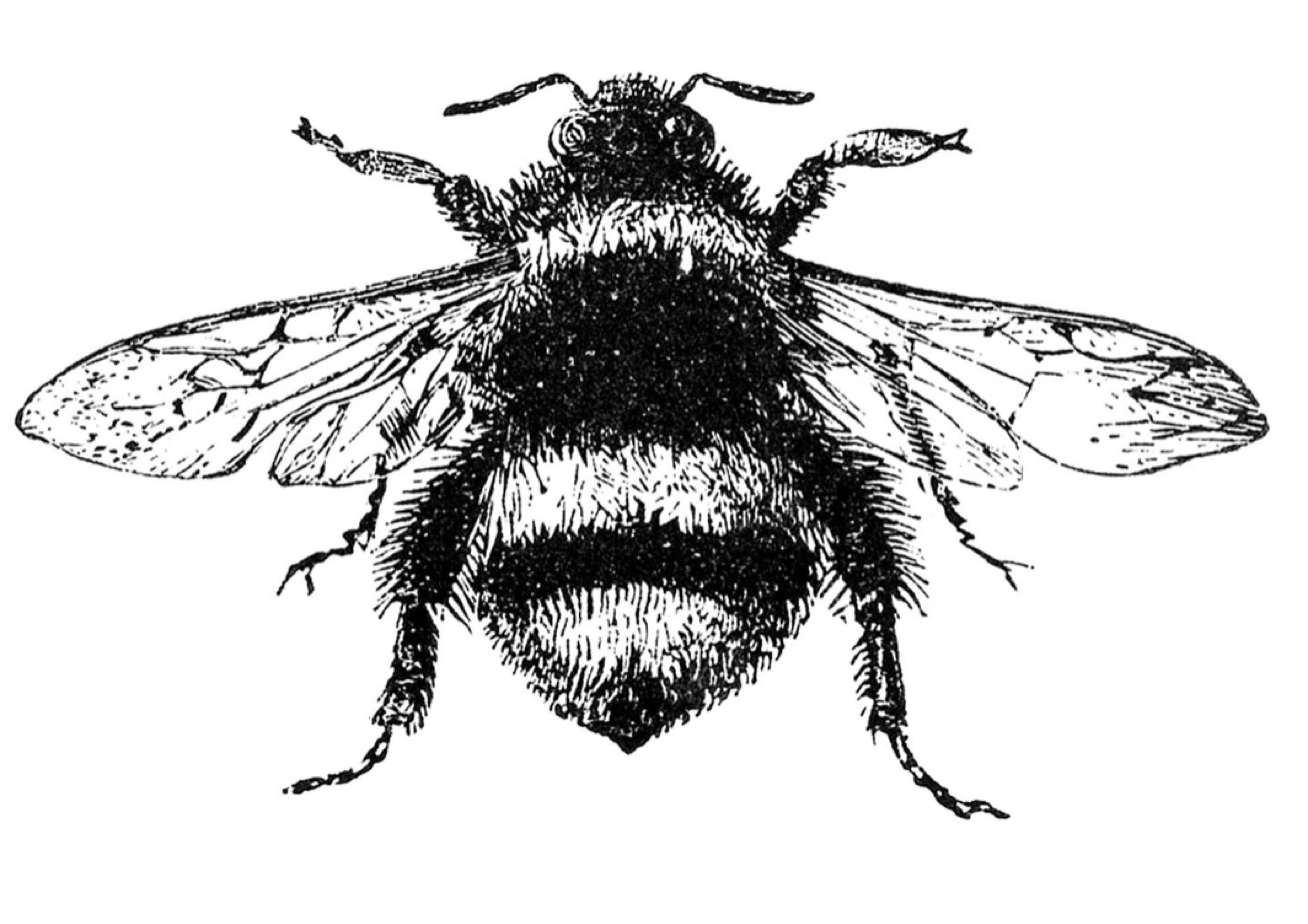 The Cleaning Bees Logo