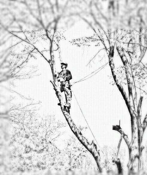 No Limits Tree Service Logo