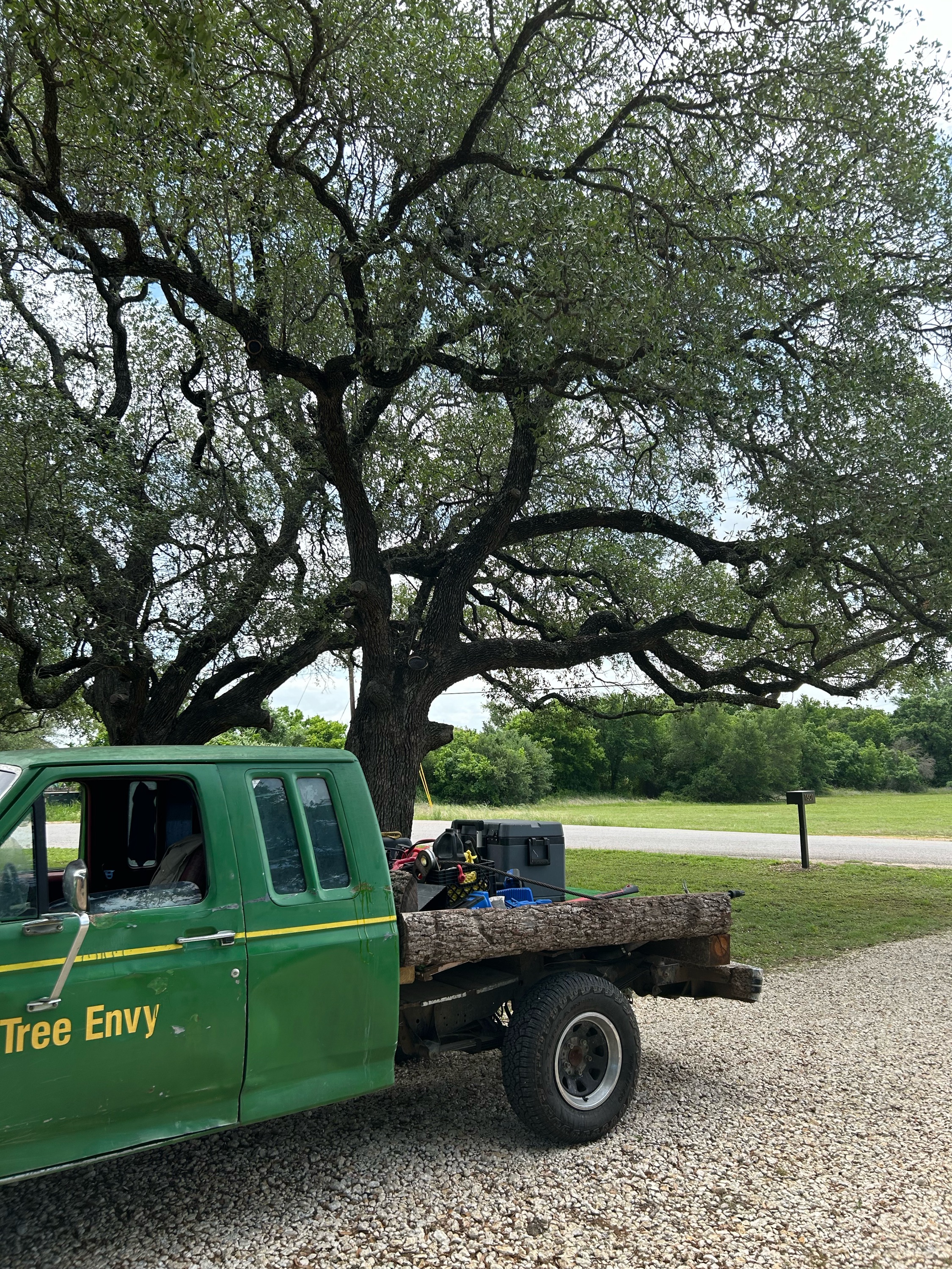 Tree Envy Logo