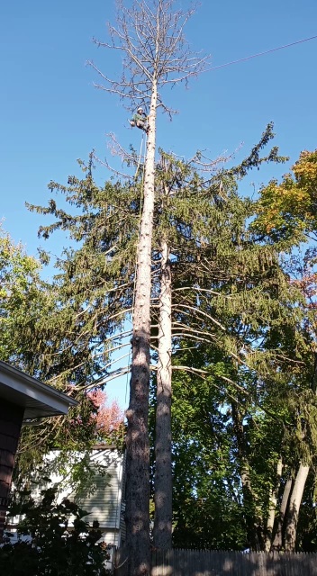 Miguel's Tree Service Logo