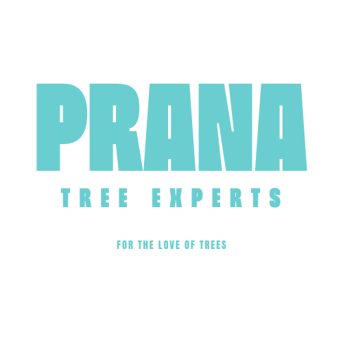 Prana Tree Experts Logo