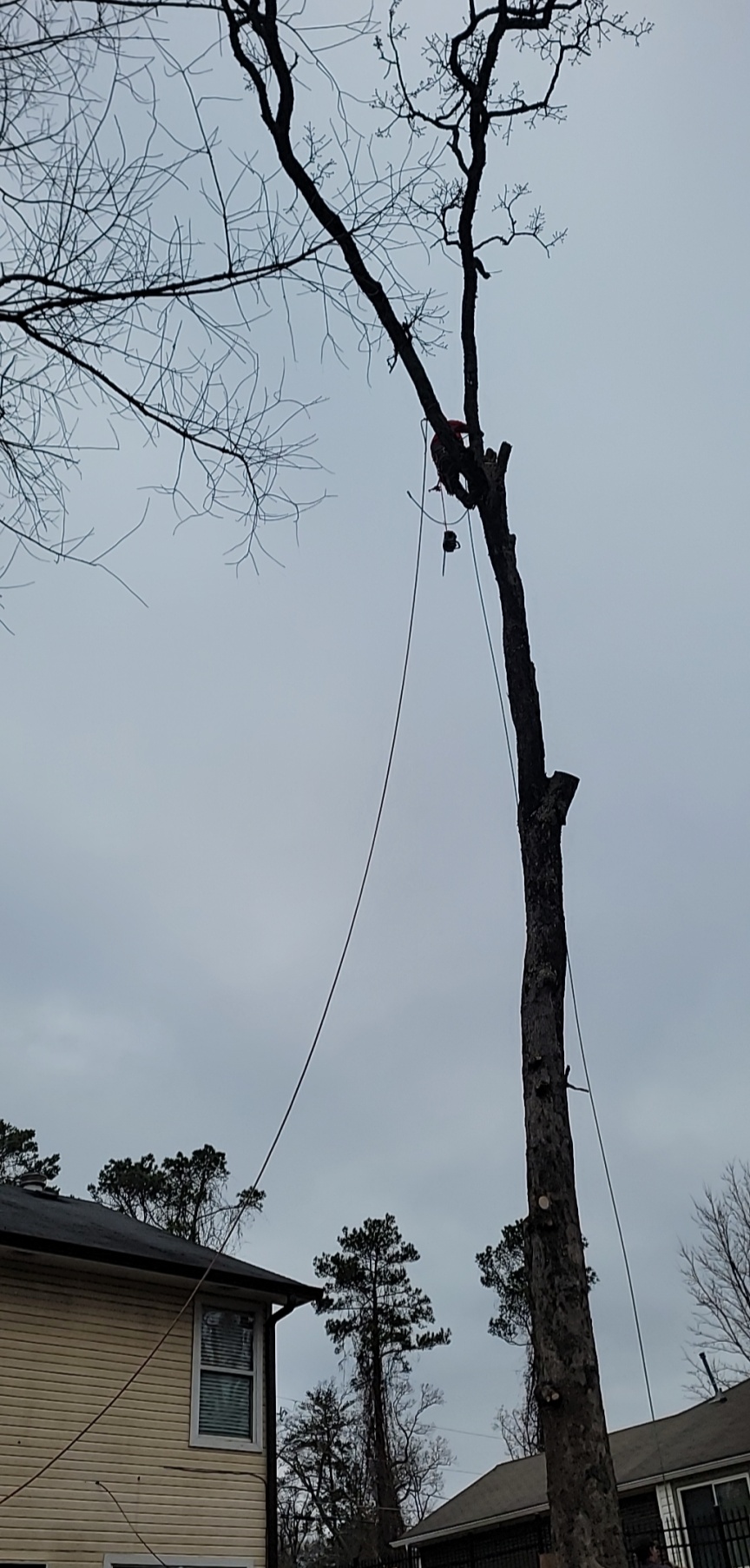 Palomas Tree Service Logo