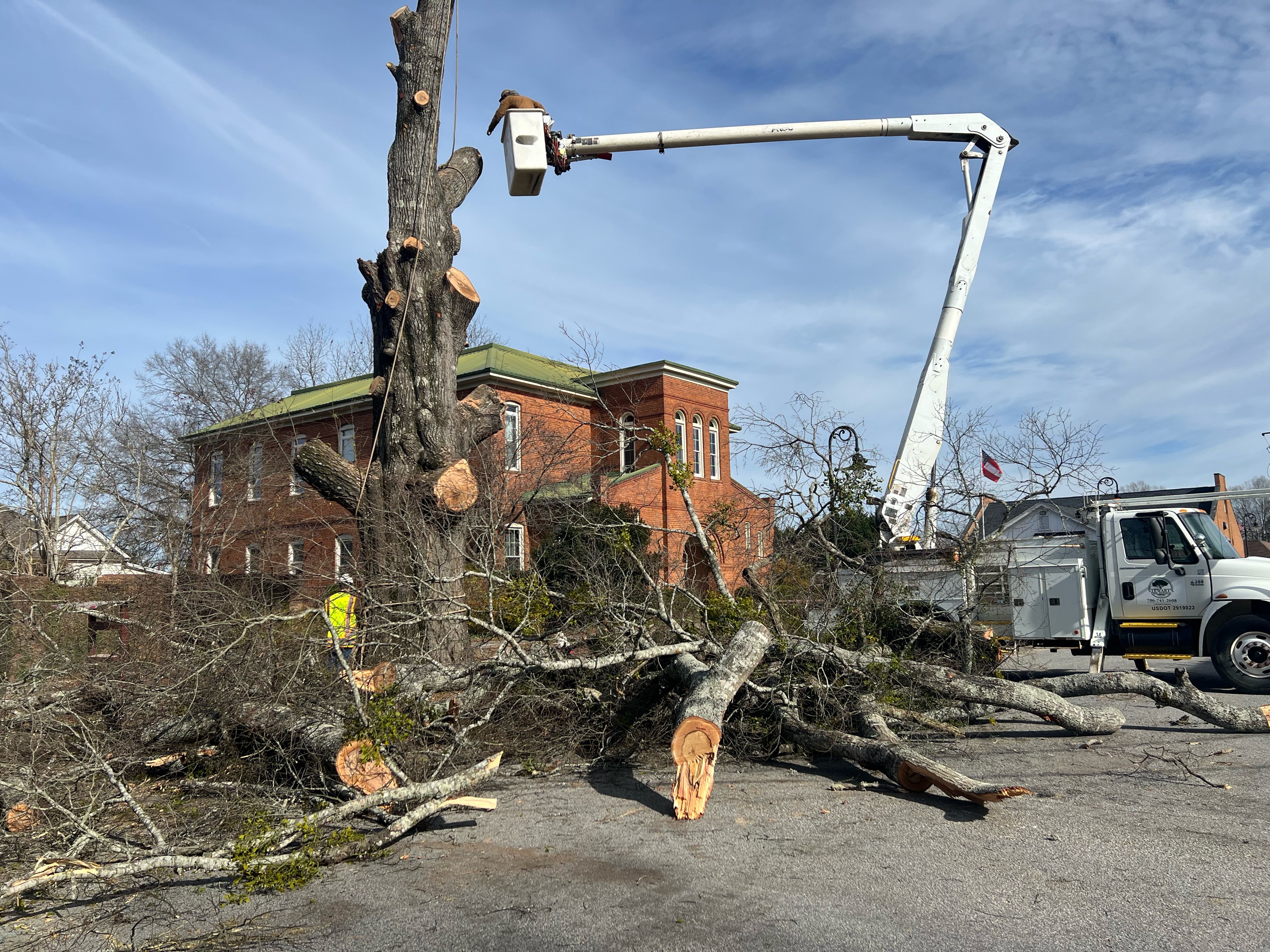 Stewart's Tree Service Logo