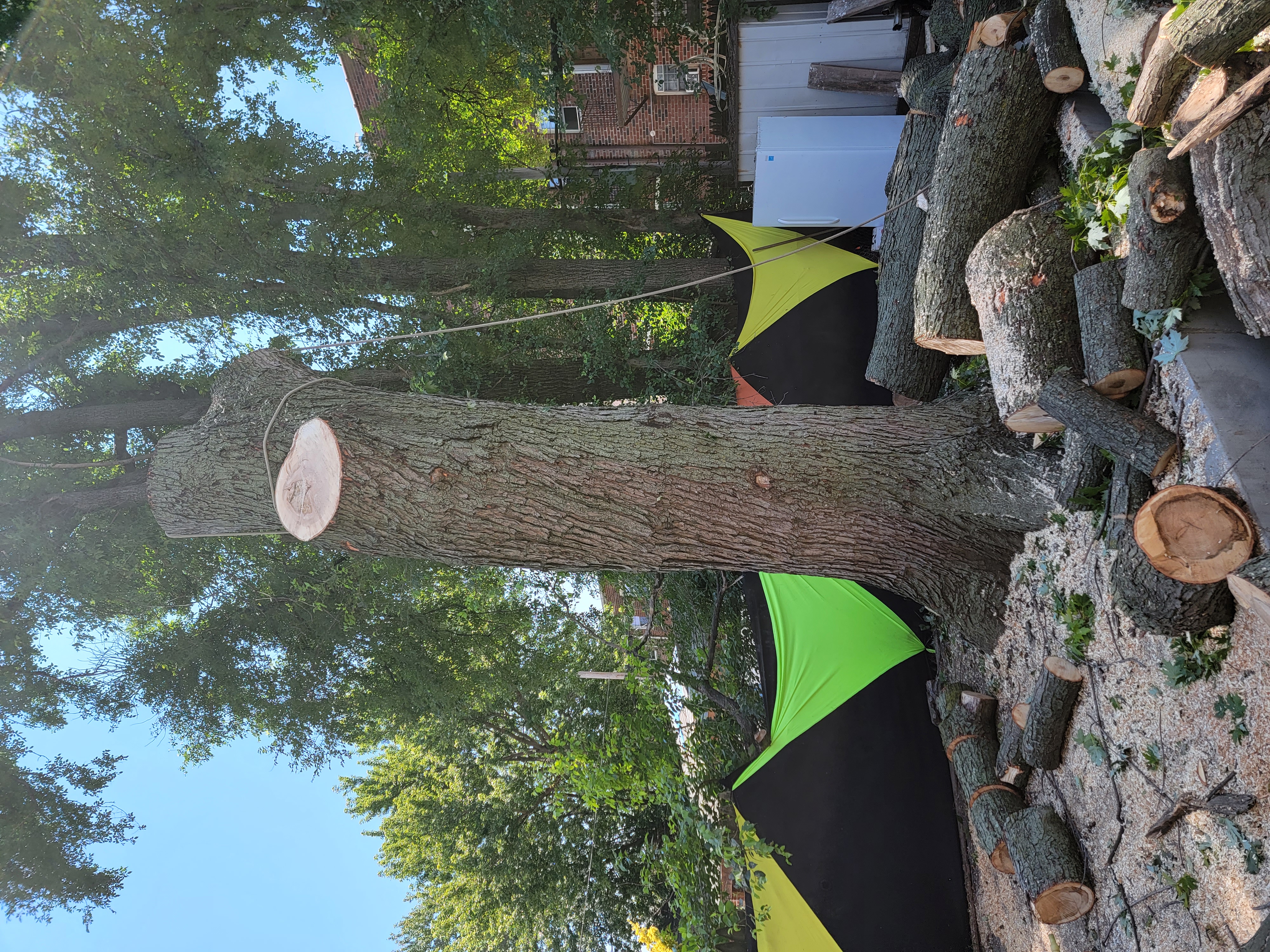 Dwayne's Tree Services Logo