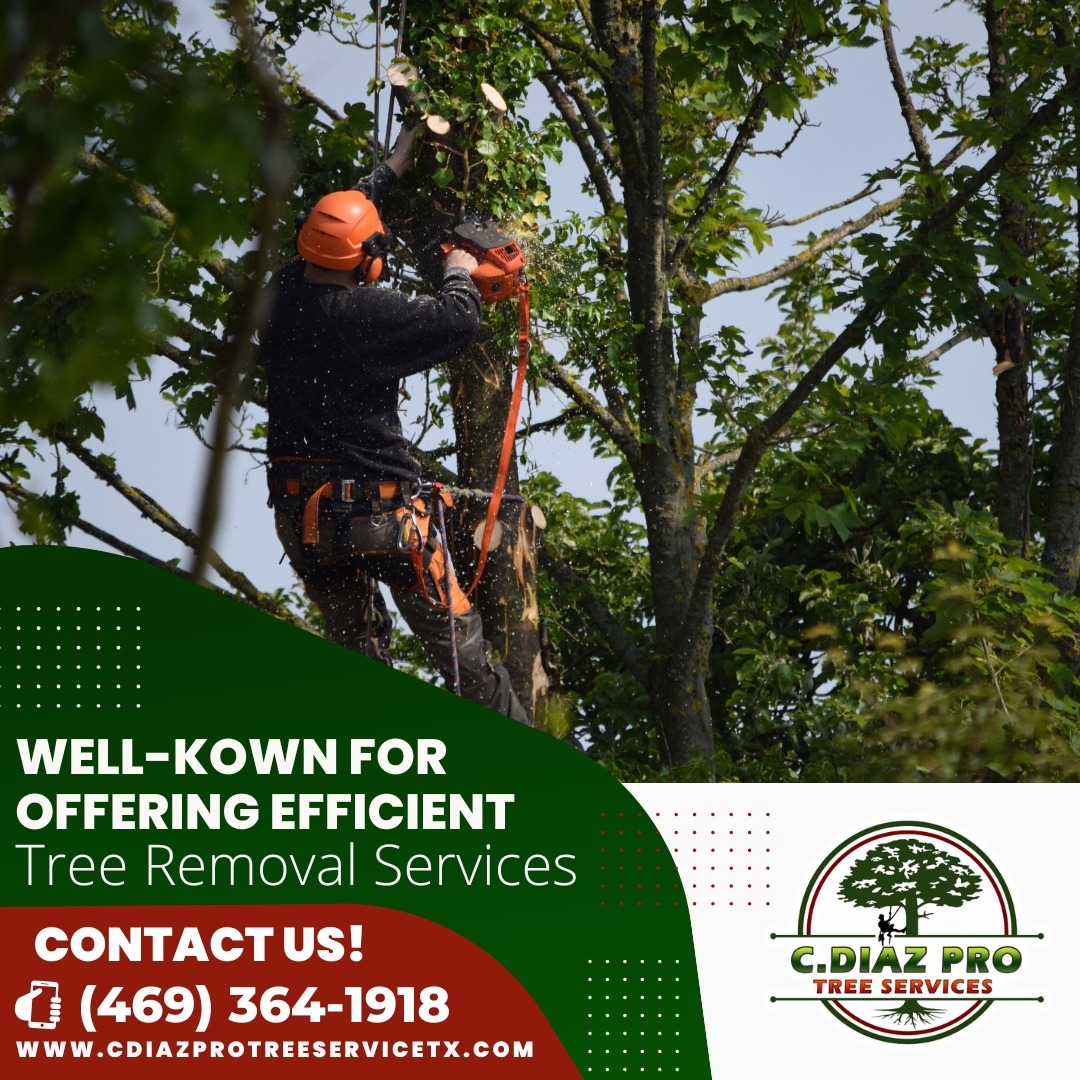 Diaz Professional Tree Service Logo