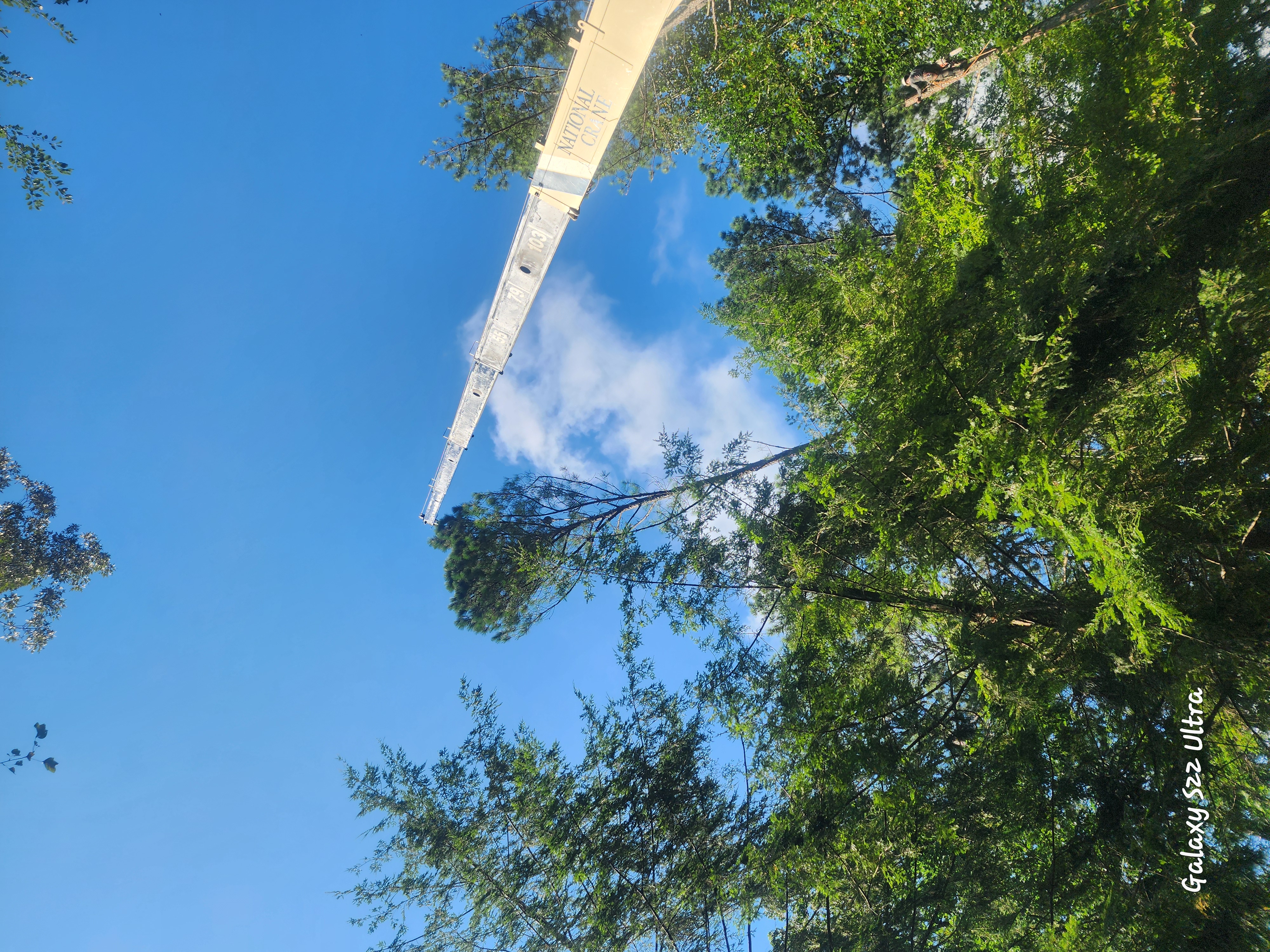 Pimentel Tree Services Logo