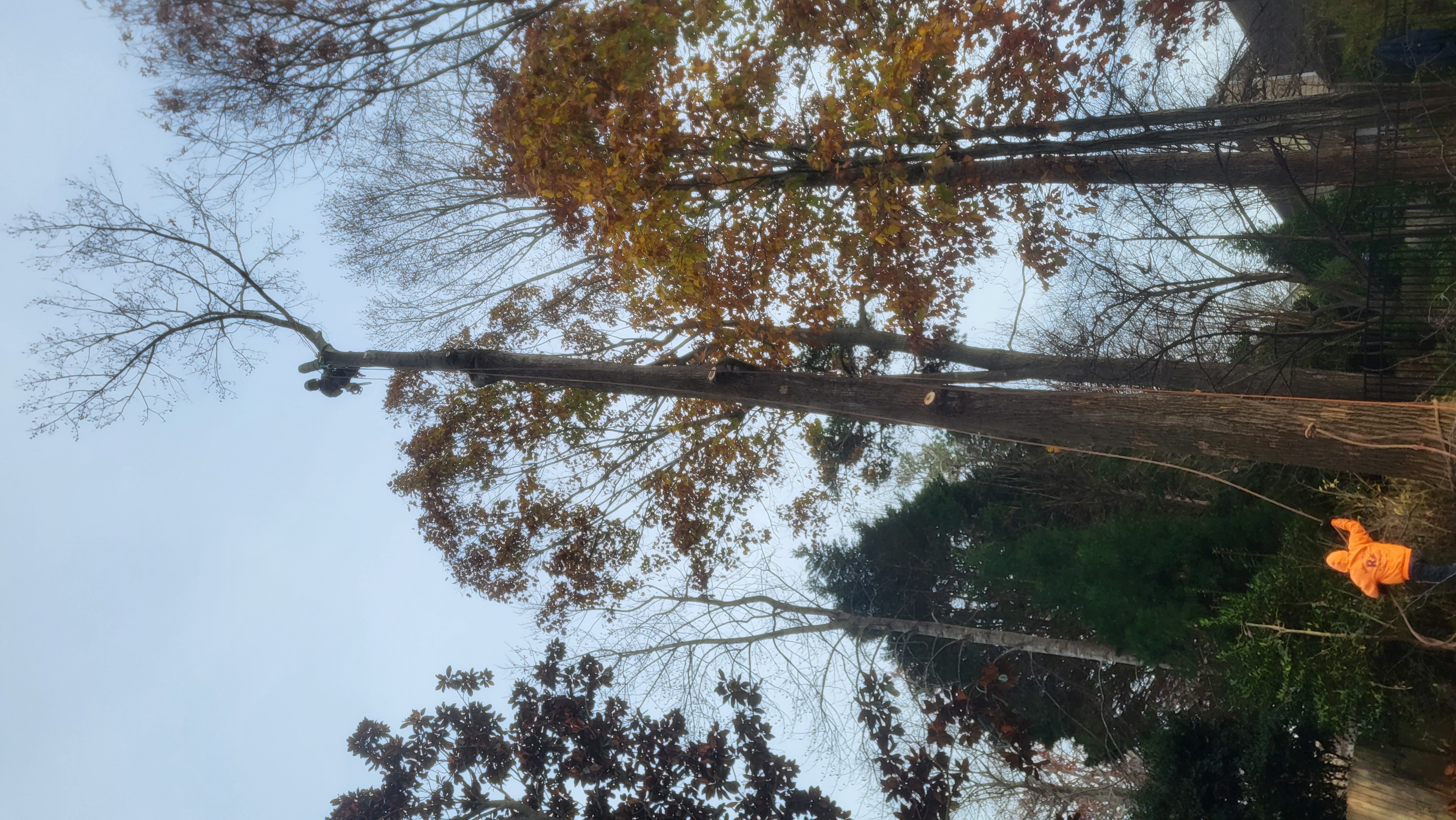 Roblero's Tree Service & Landscaping, LLC Logo