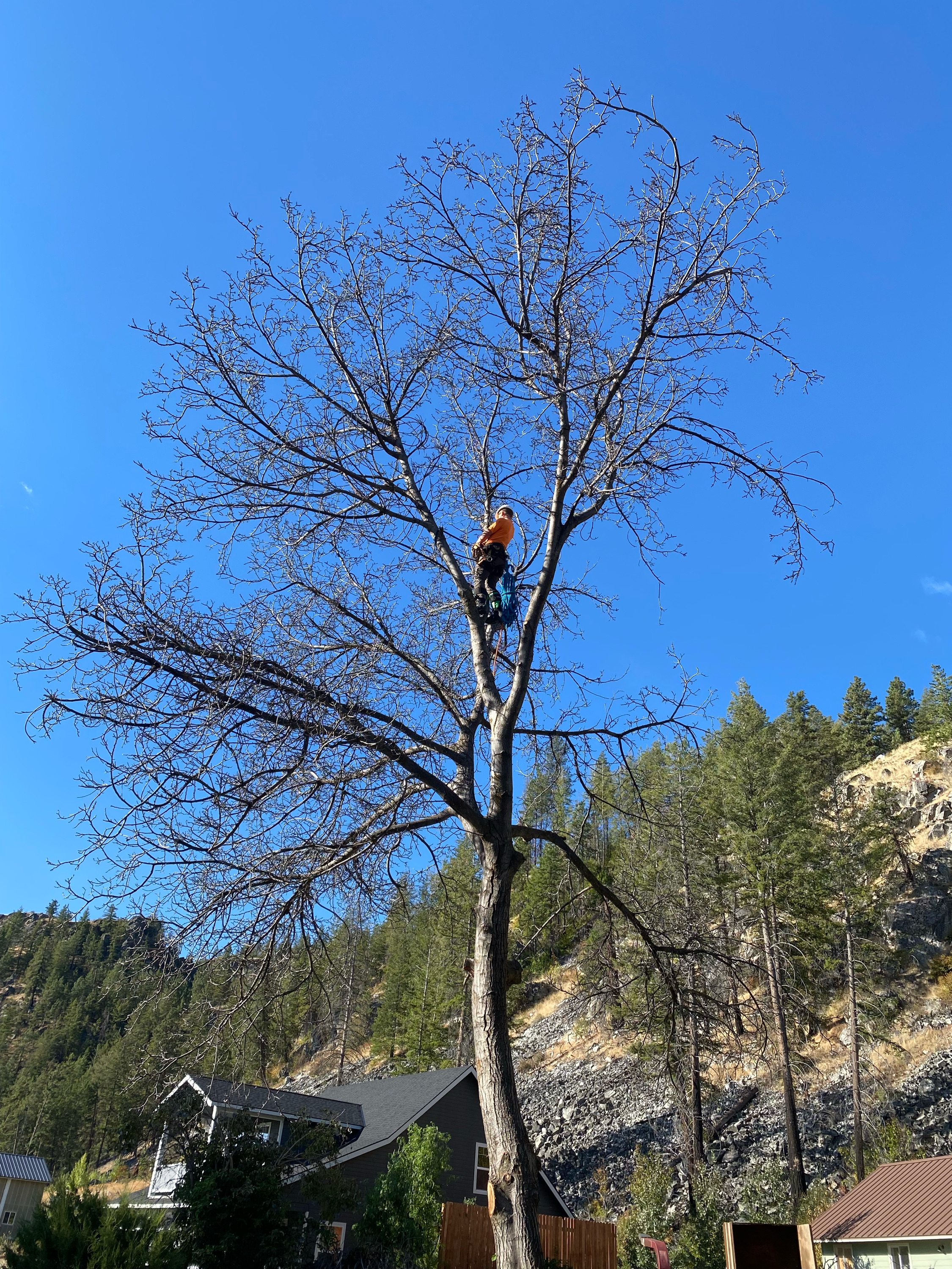 DHM TREE SERVICE LLC Logo