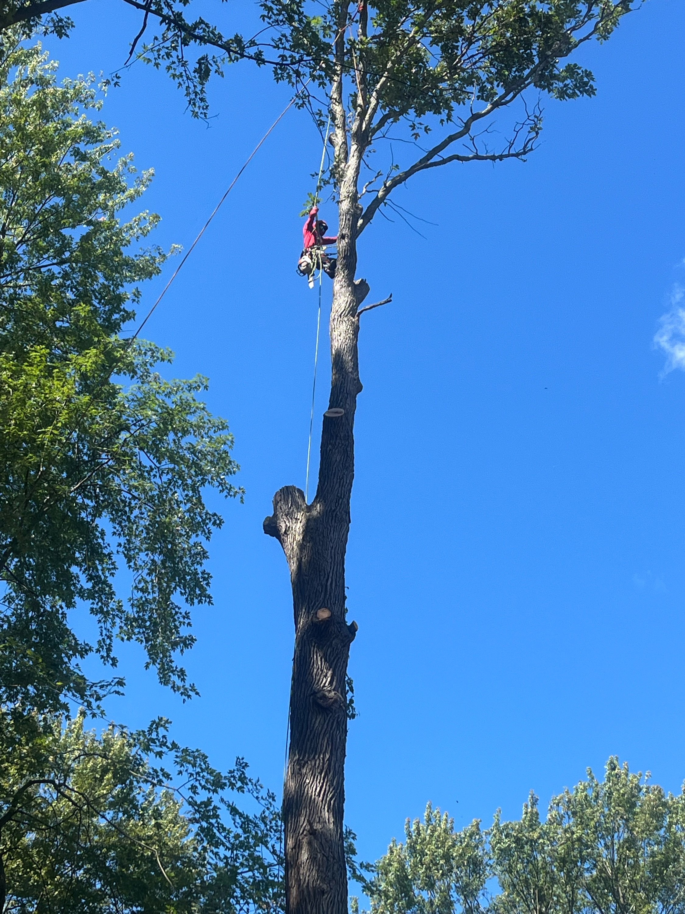 N&L Tree Service LLC Logo