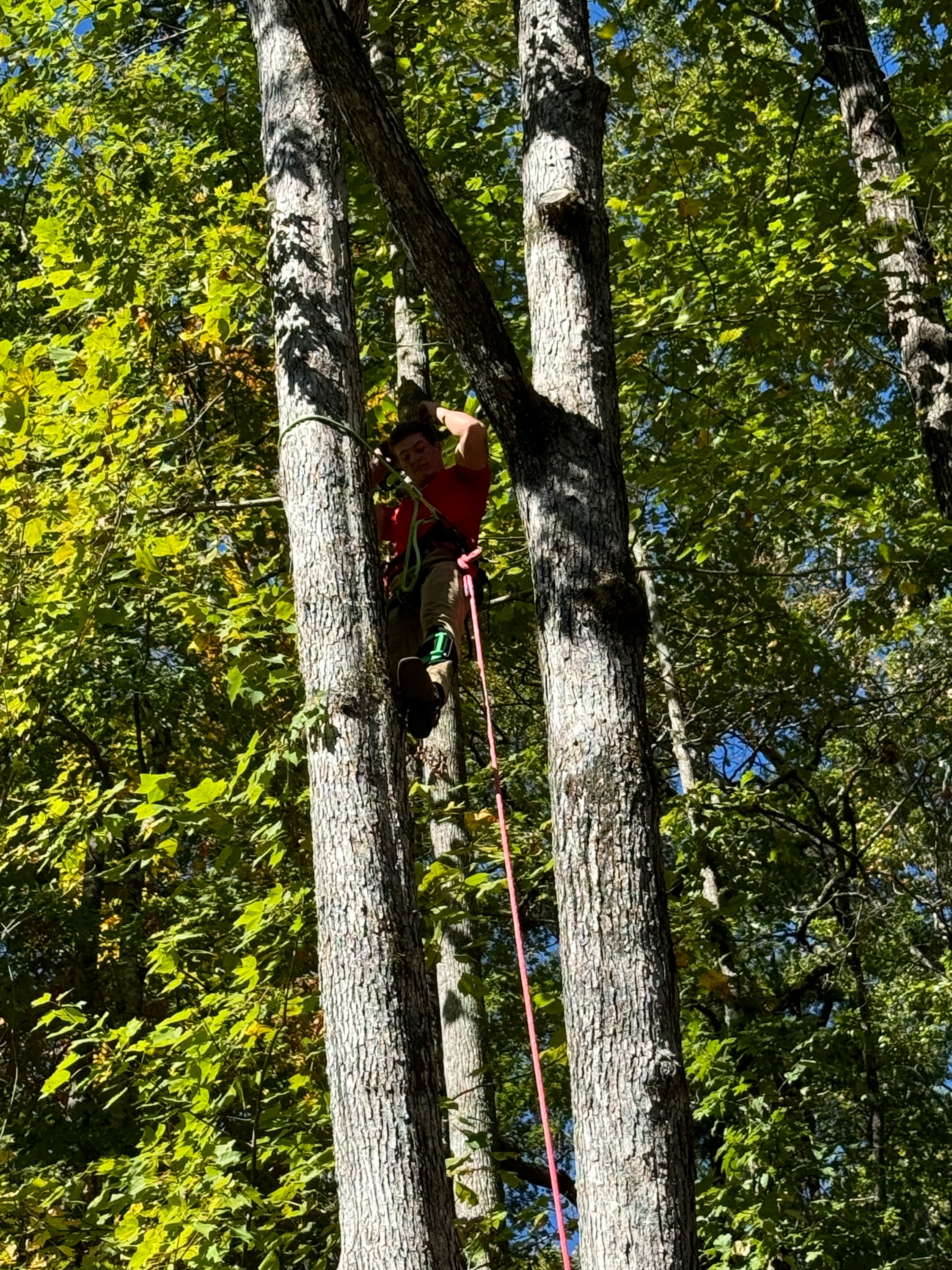 Nemo's Tree Service Logo