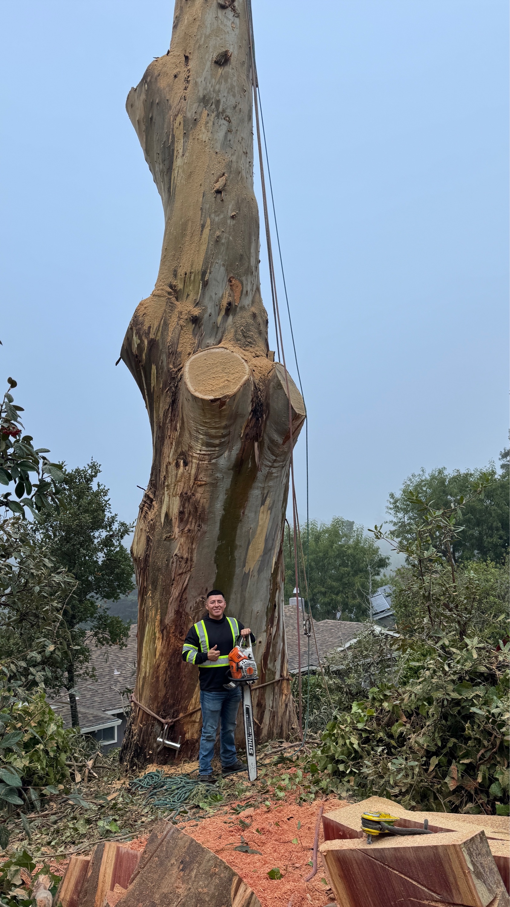 Superior Tree Service Inc Logo